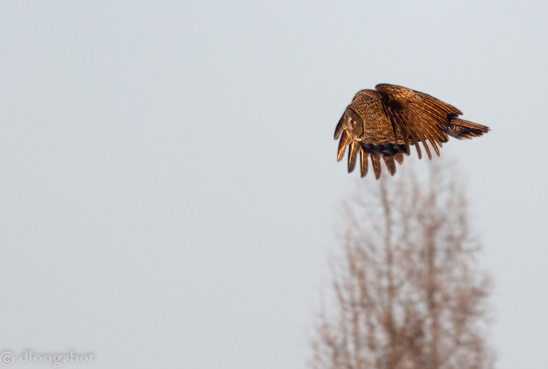 Great Gray Owl Flyby