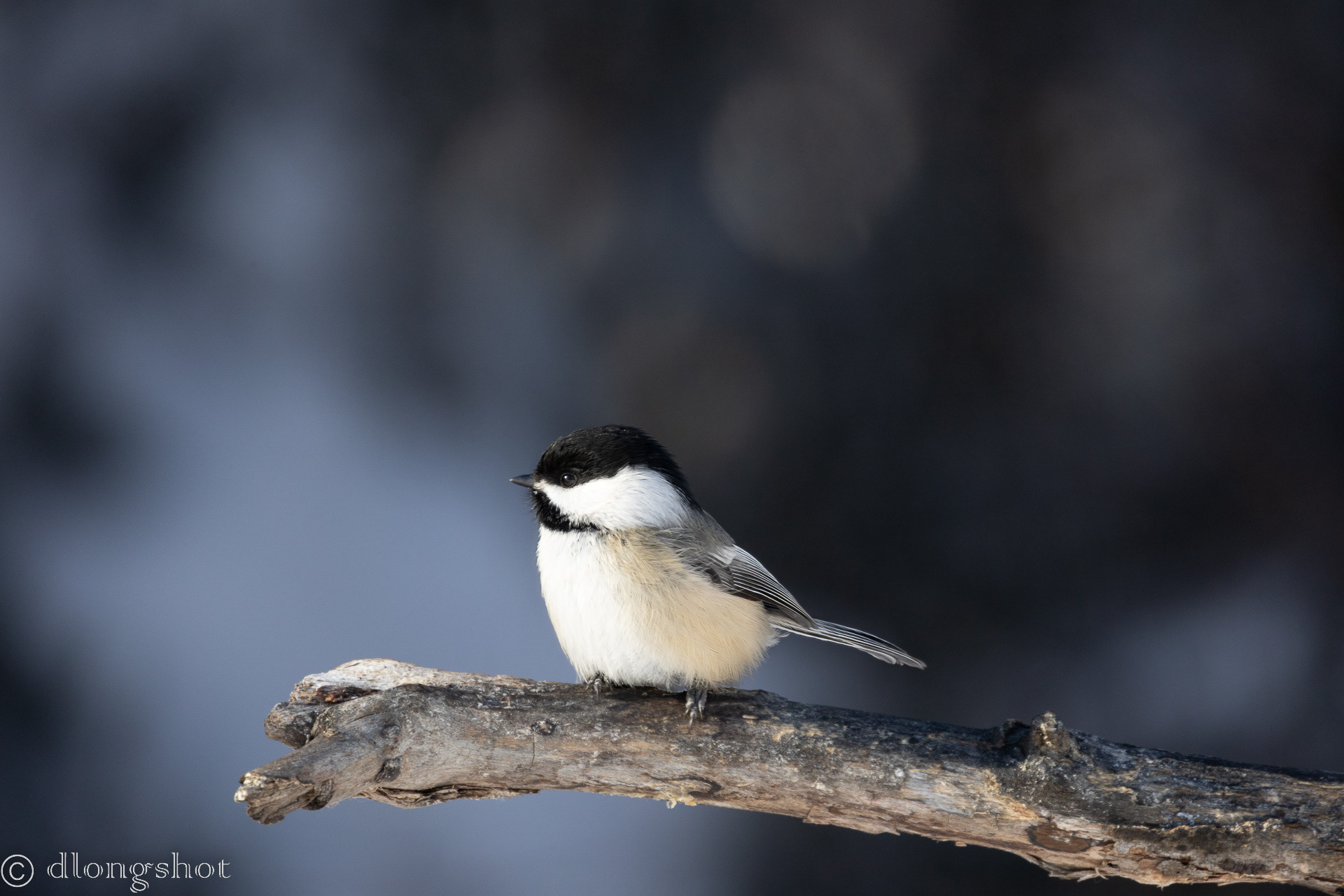 Black Capped chikadee