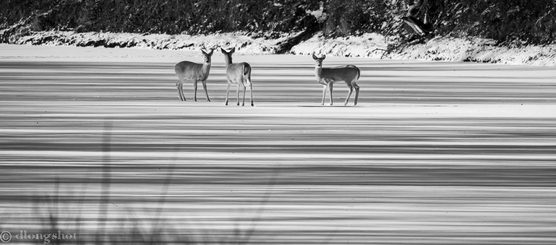 Deer on the Red River