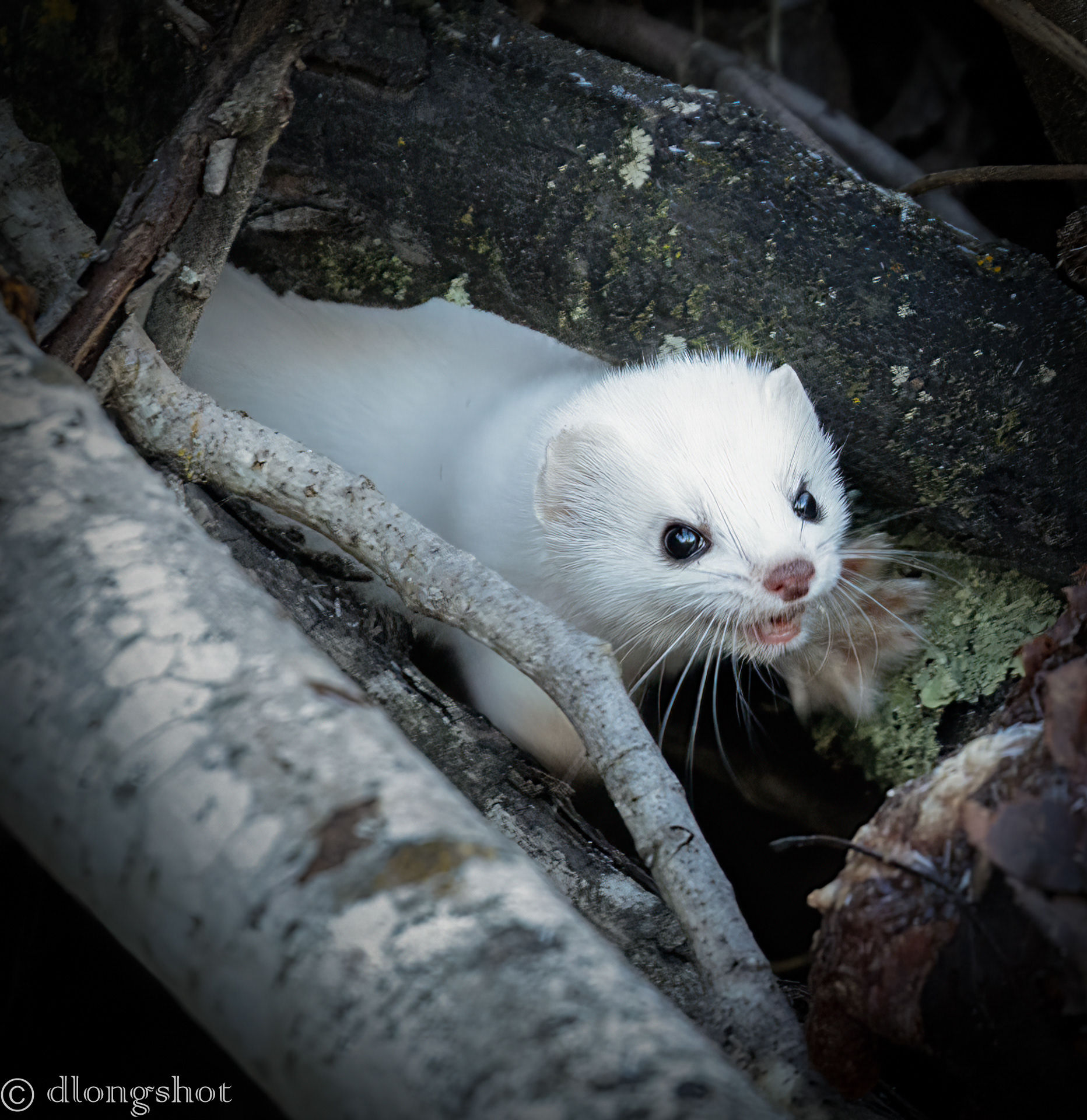 Ermine at Sax Zim Bog