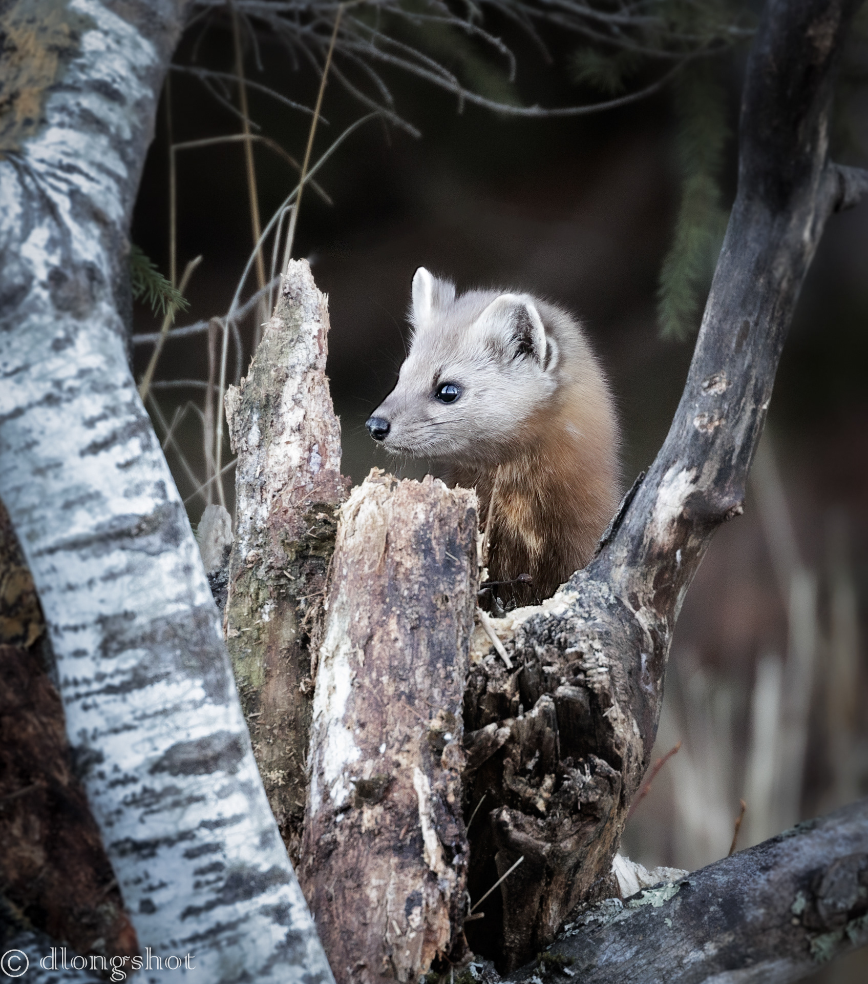 Pine Marten