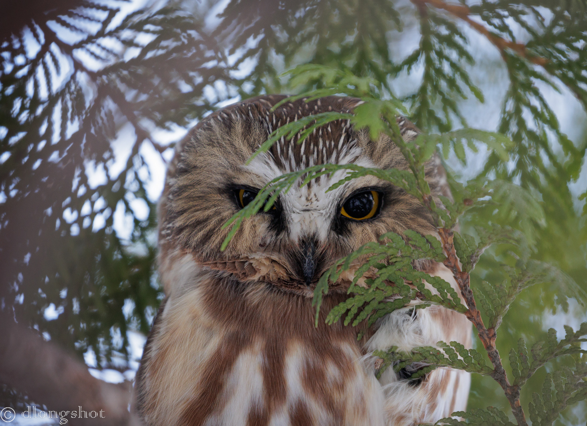 Saw-whet Owl hiding in the leaves
