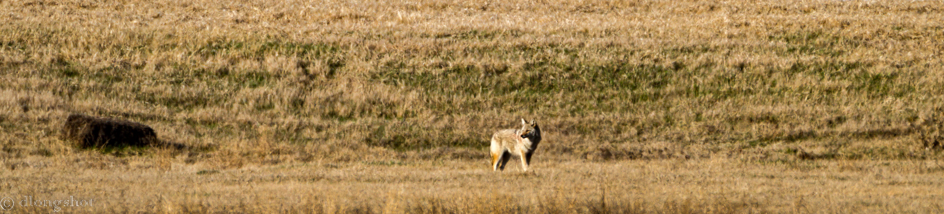 Coyote in the City