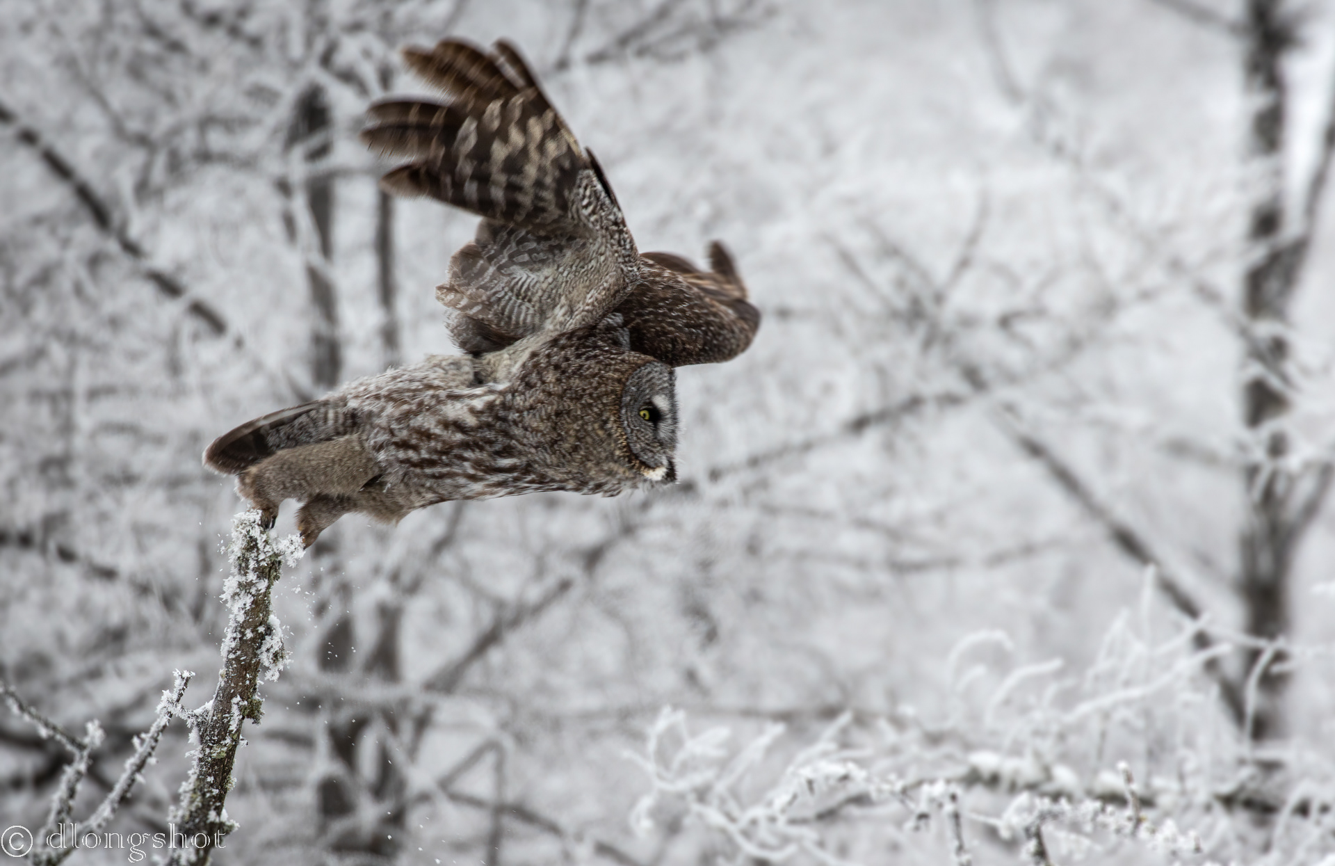 Great Gray Owl flyby in the frosty woods