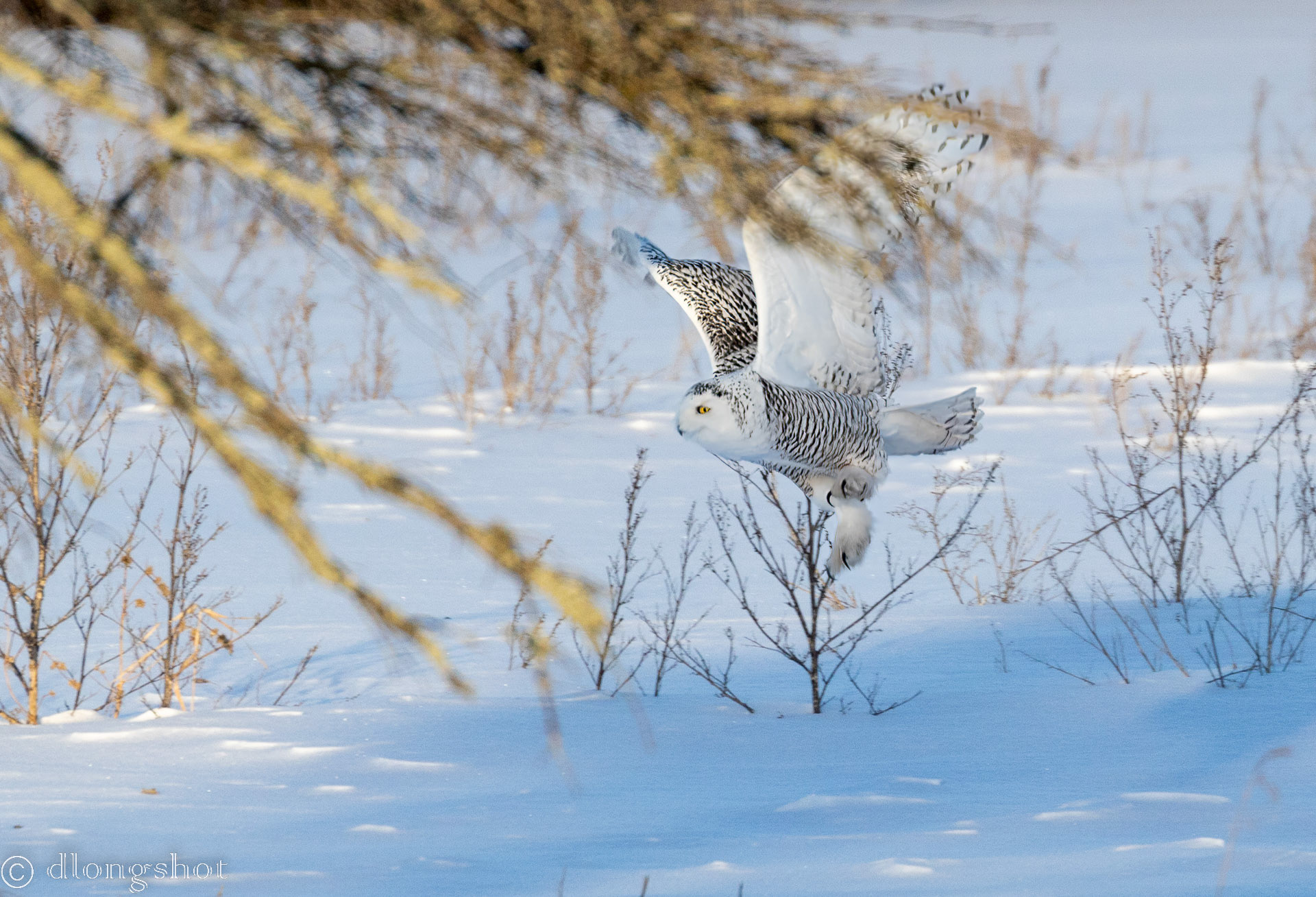 Snowy Owl flyby