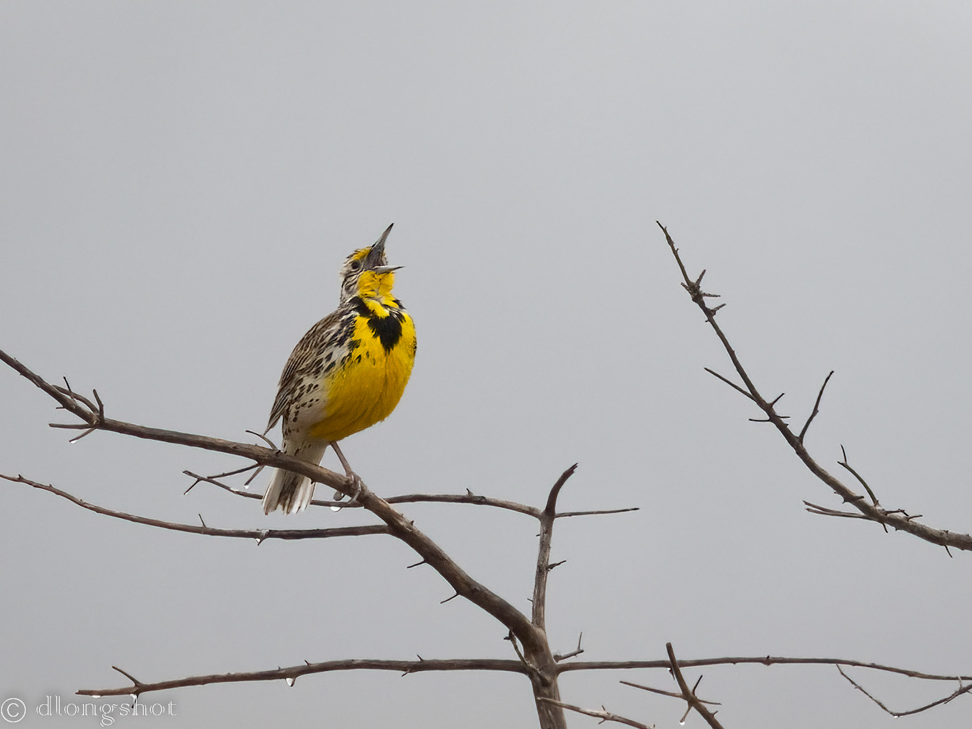 Western Meadowlark singing in the rain