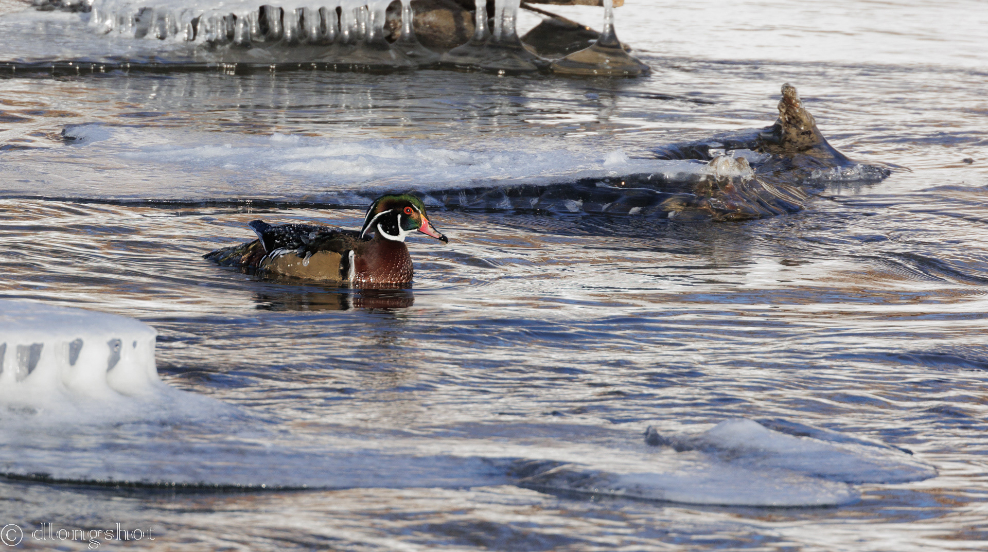 Wood Duck with ice