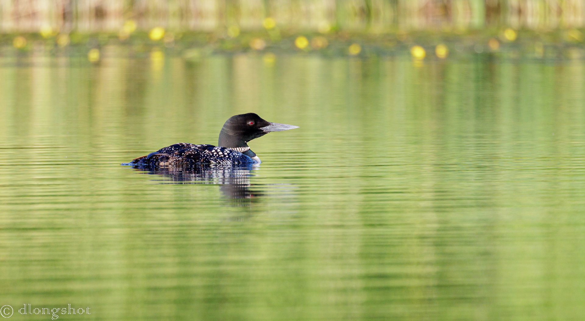 Common Loon