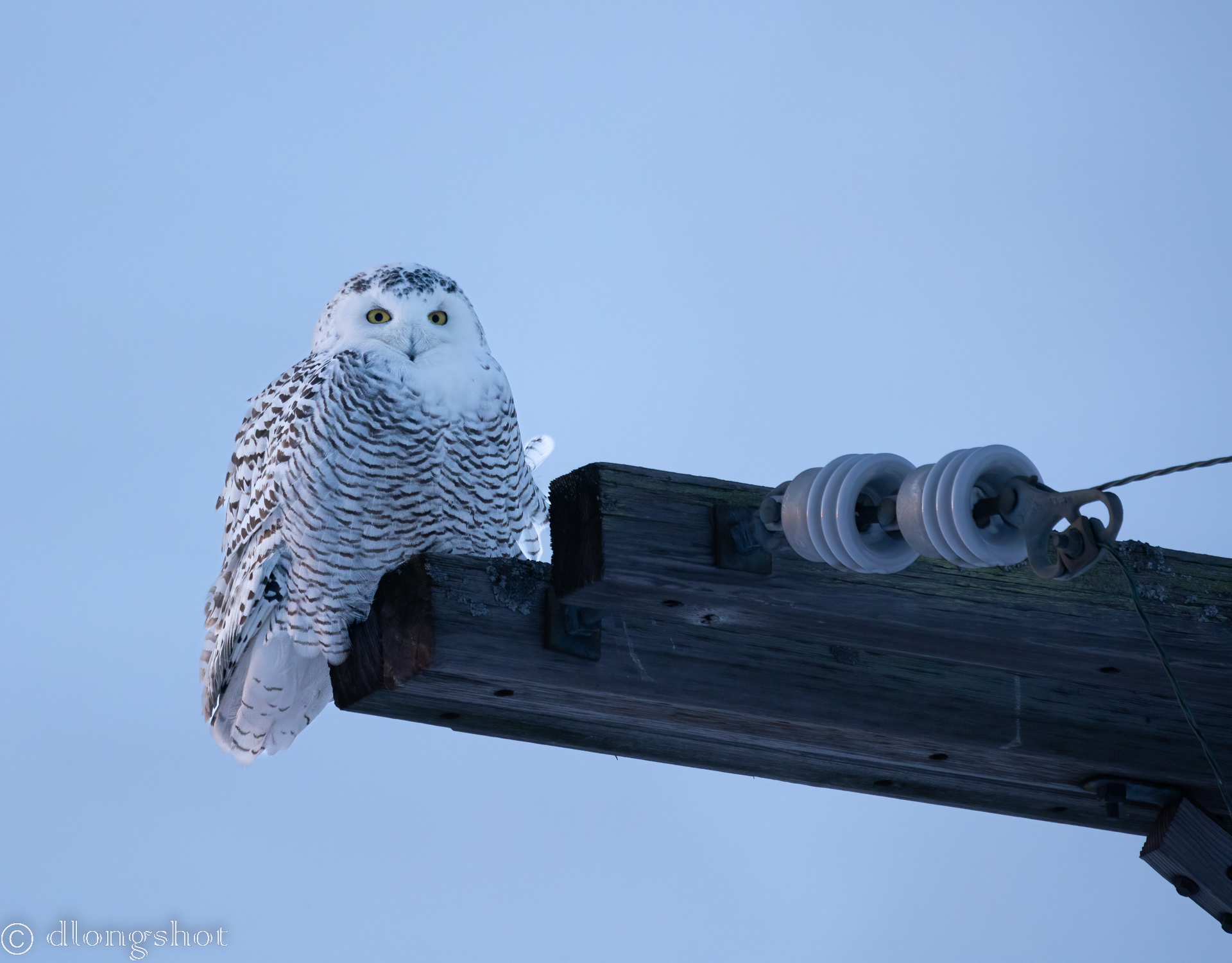 Snowy Owl on a power pole