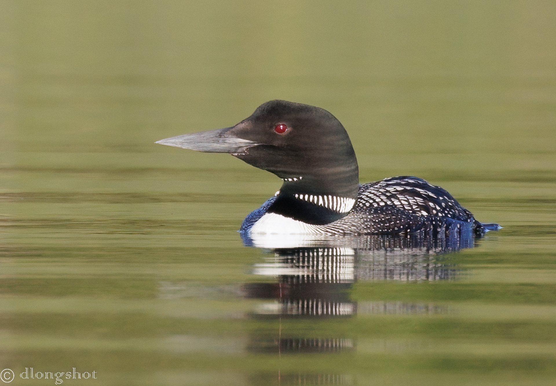 Common Loon