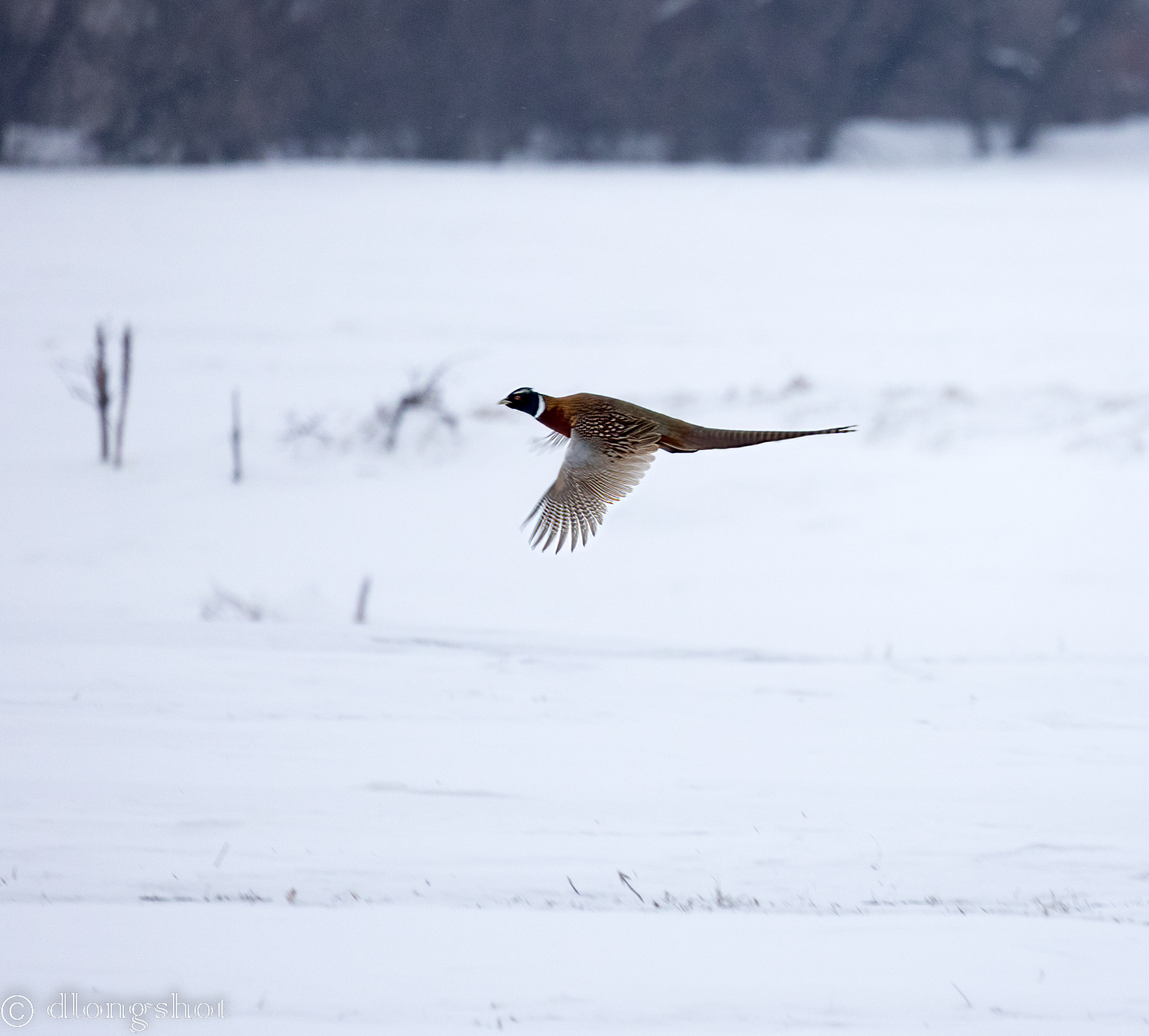 Phesant in flight