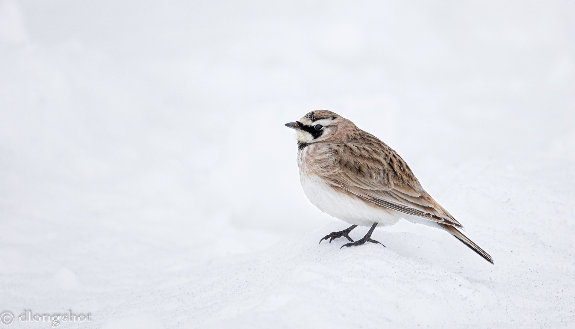 Horned Lark in the snow