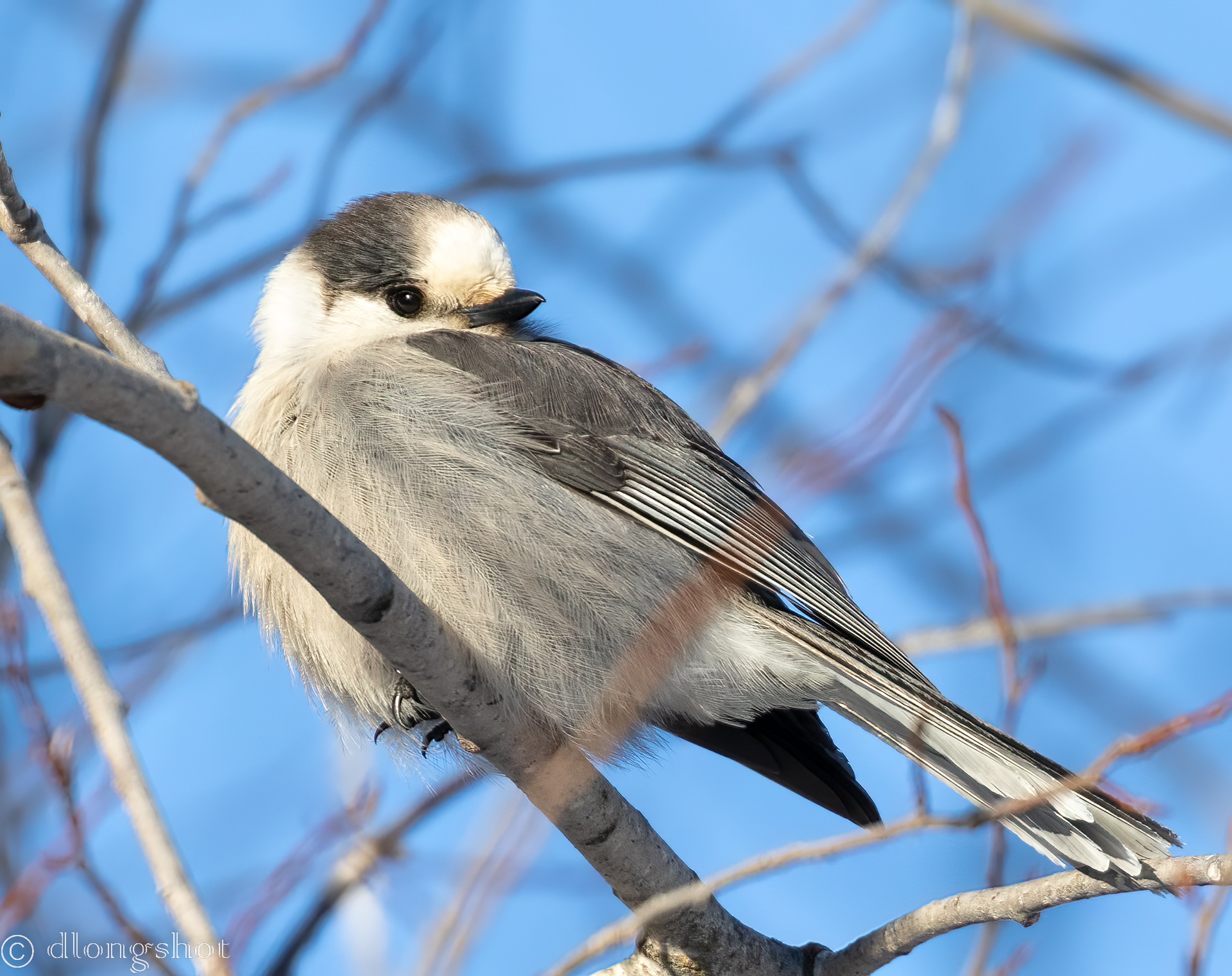 Canadian or Gray Jay