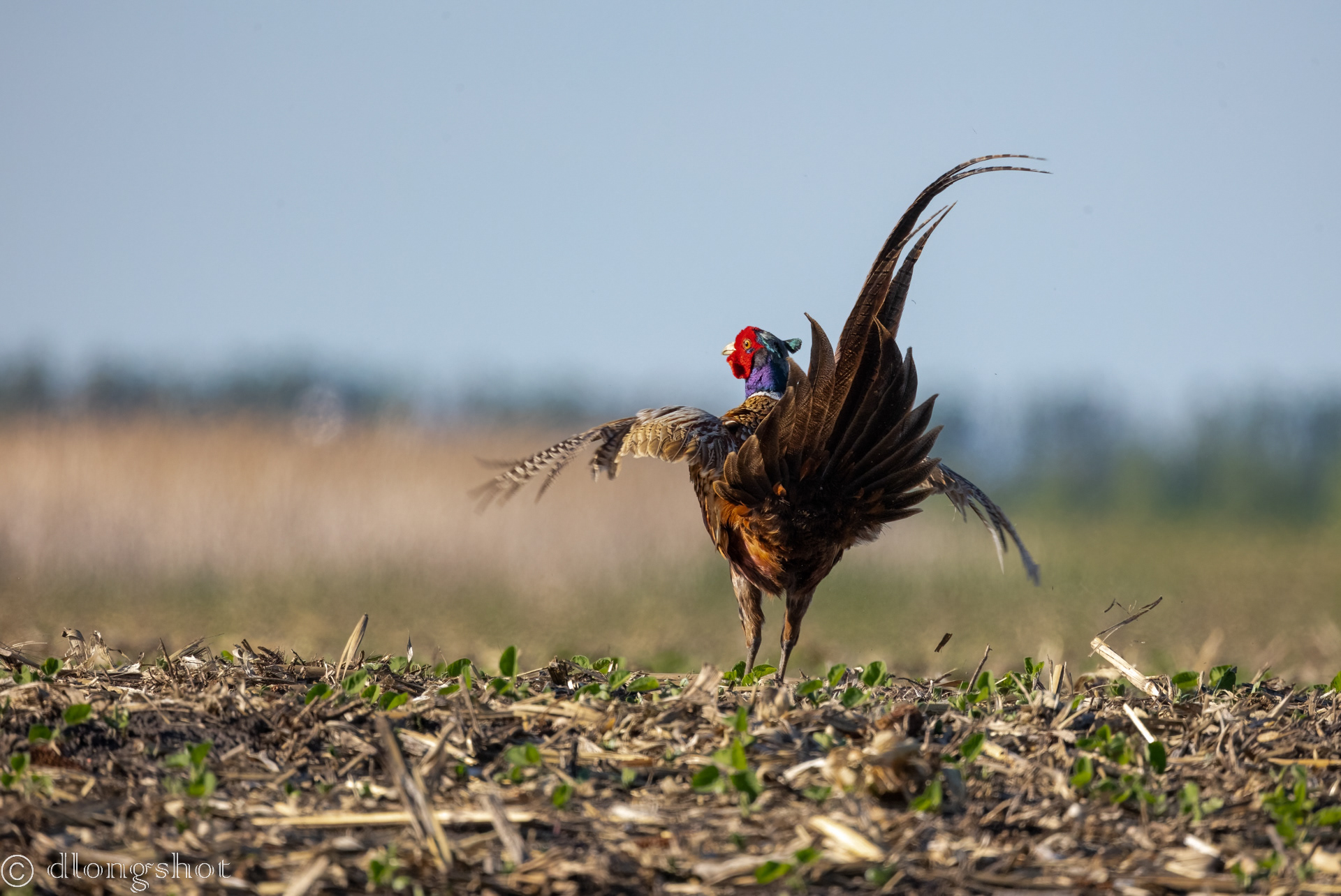 Pheasant backside
