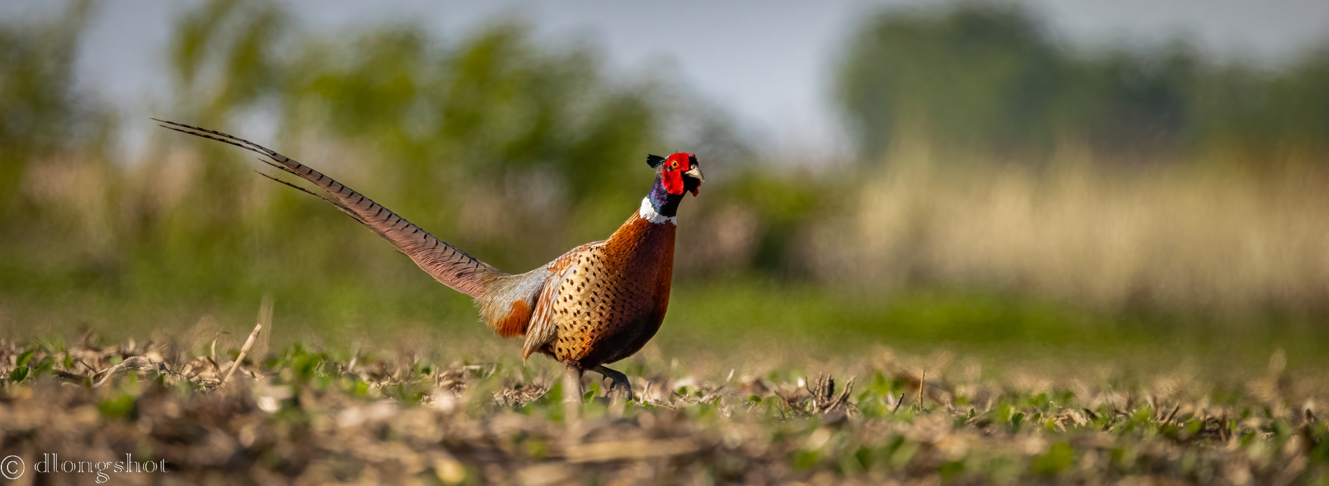 Pheasant with tail up
