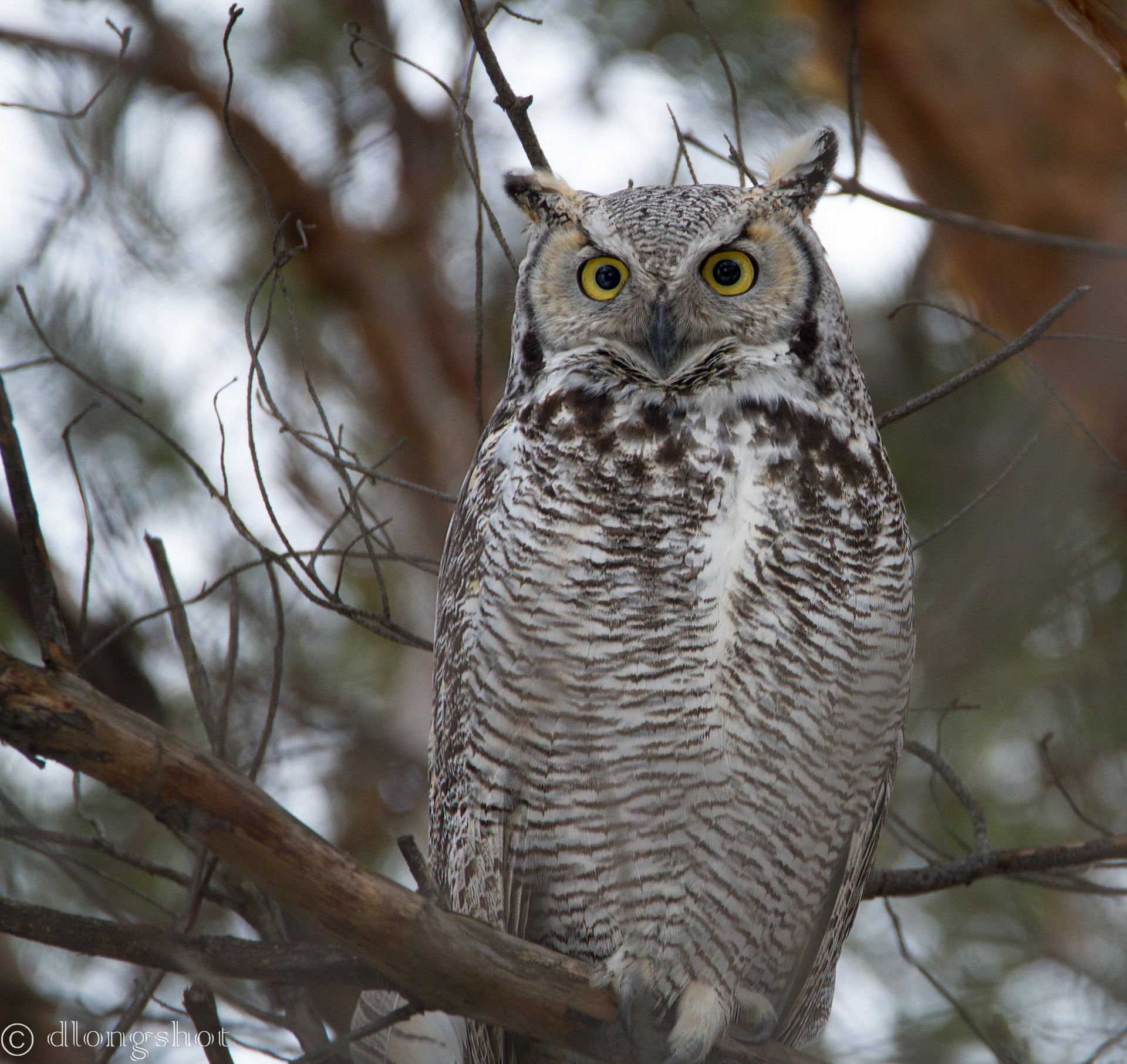 Great Horned Owl