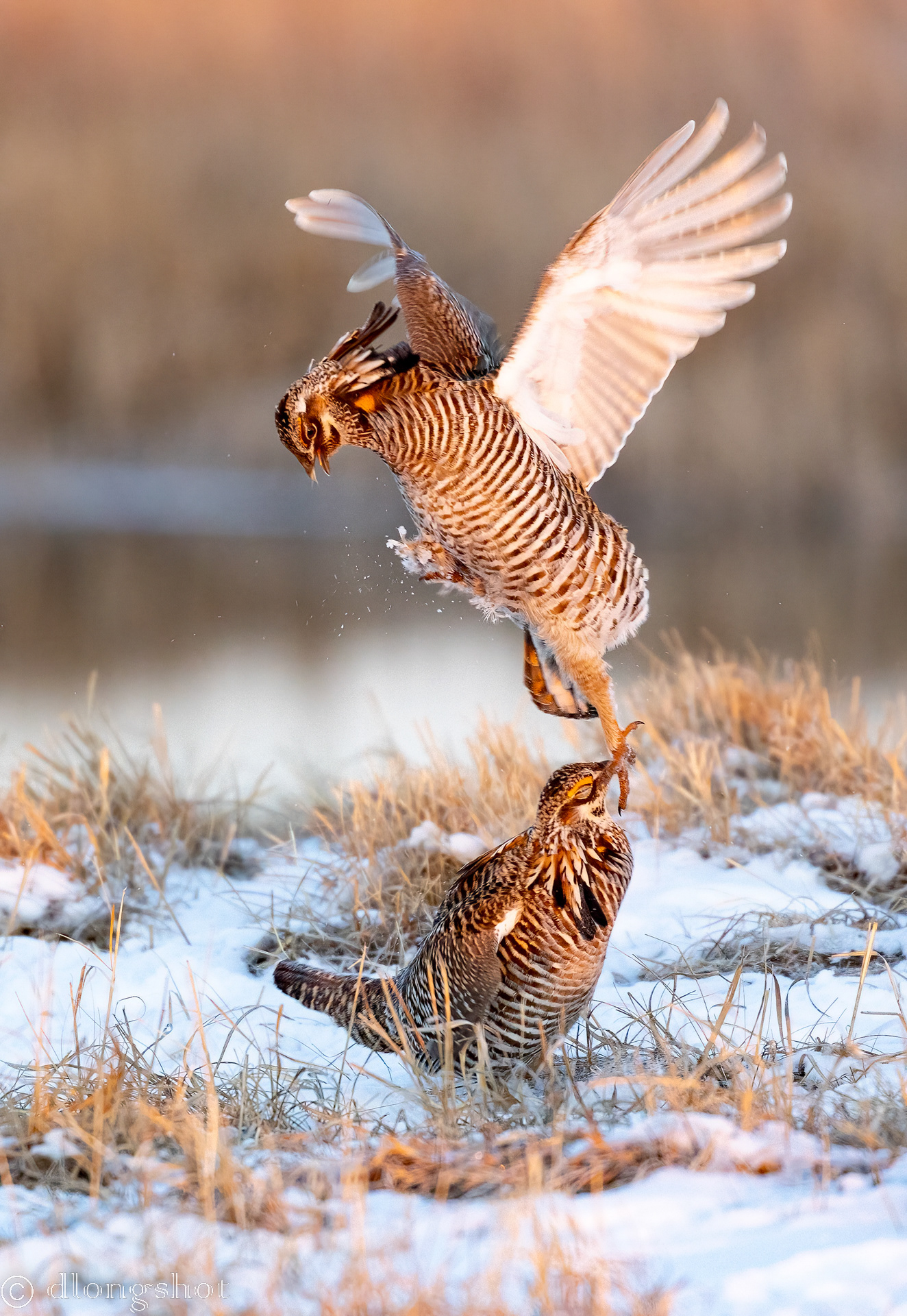 Prairie Chicken fight