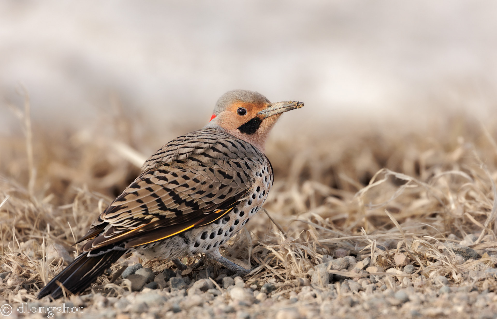 Northern Flicker