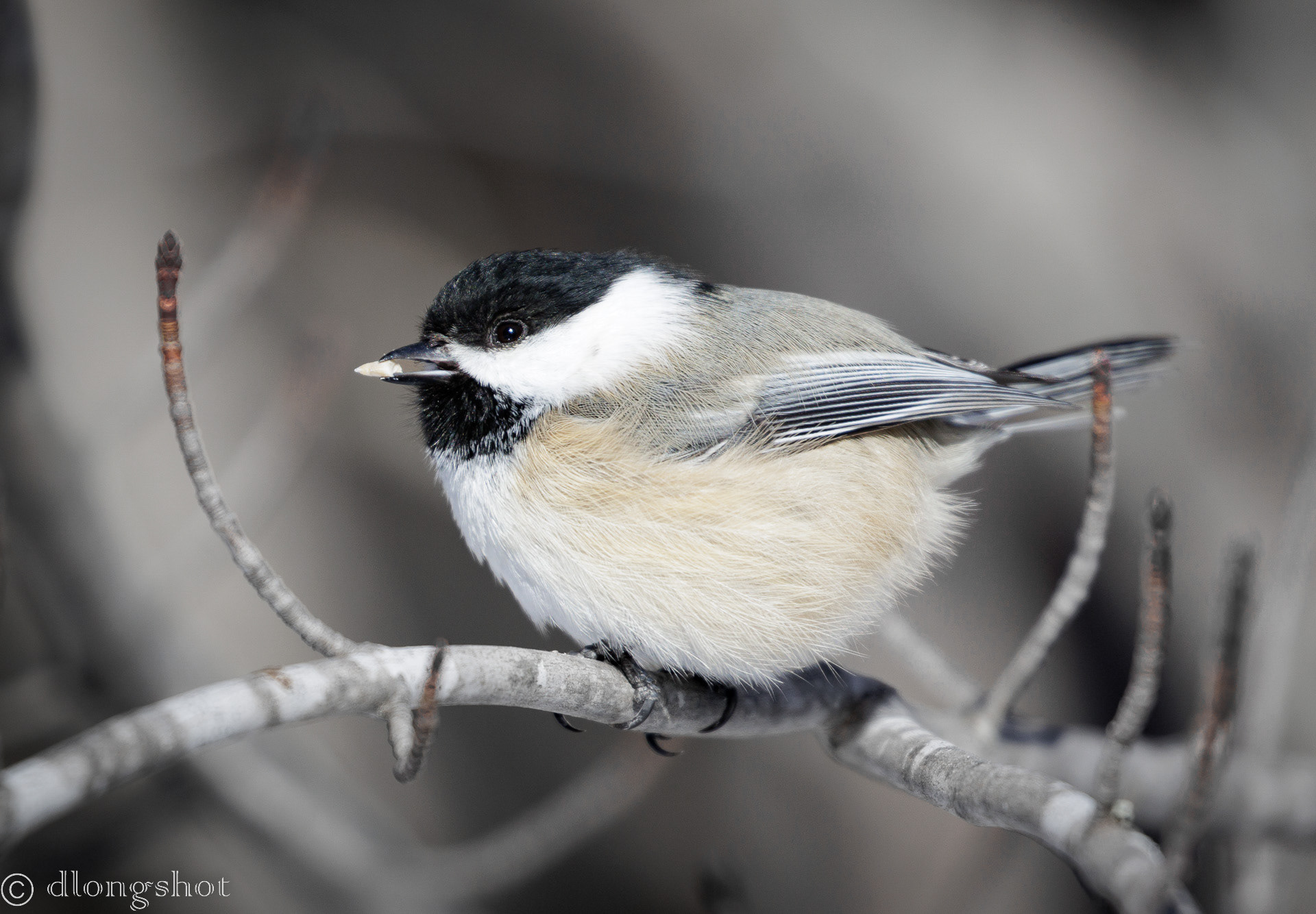 Black Capped Chickadee closeup