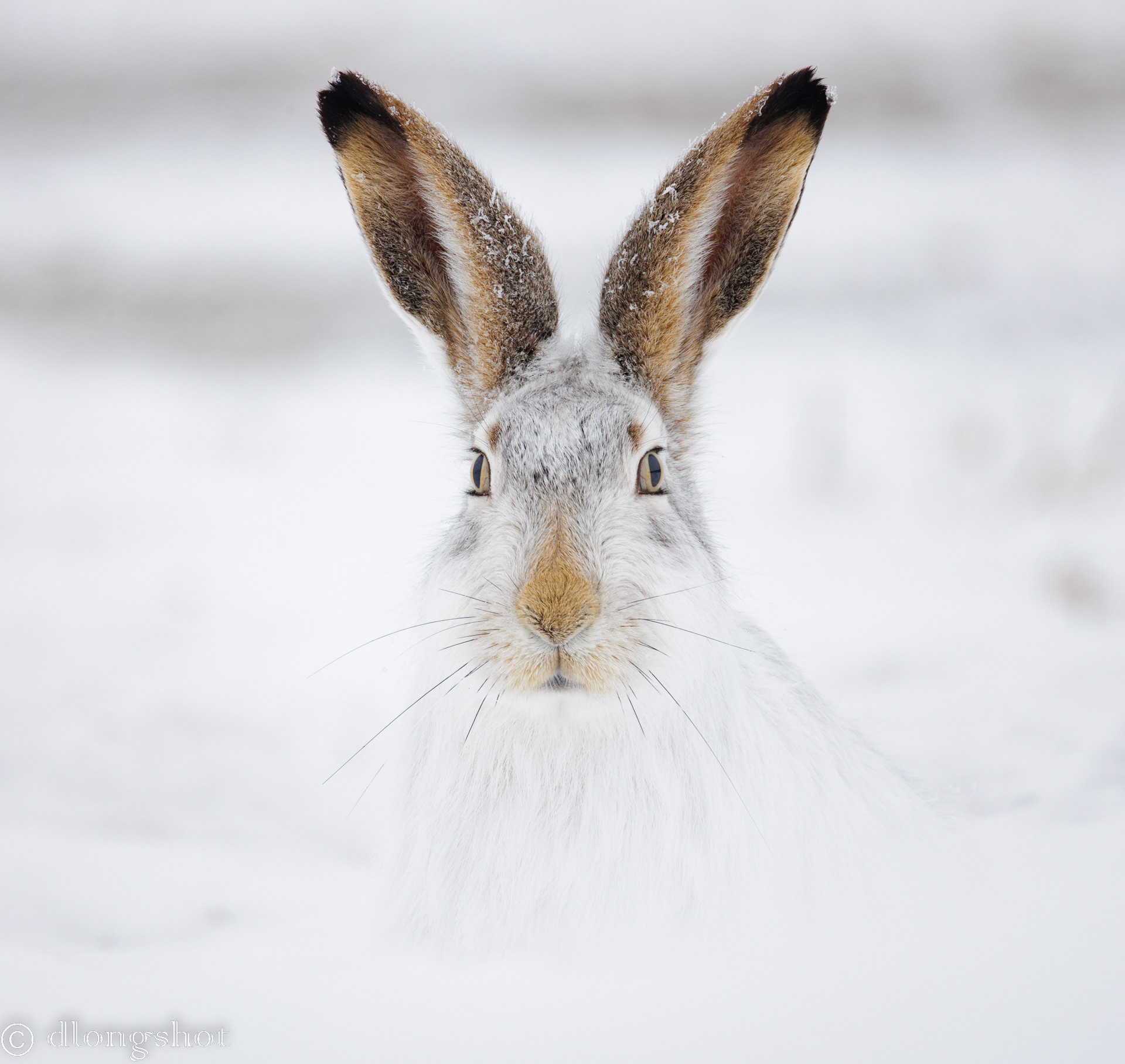 Snowshoe Hare stare