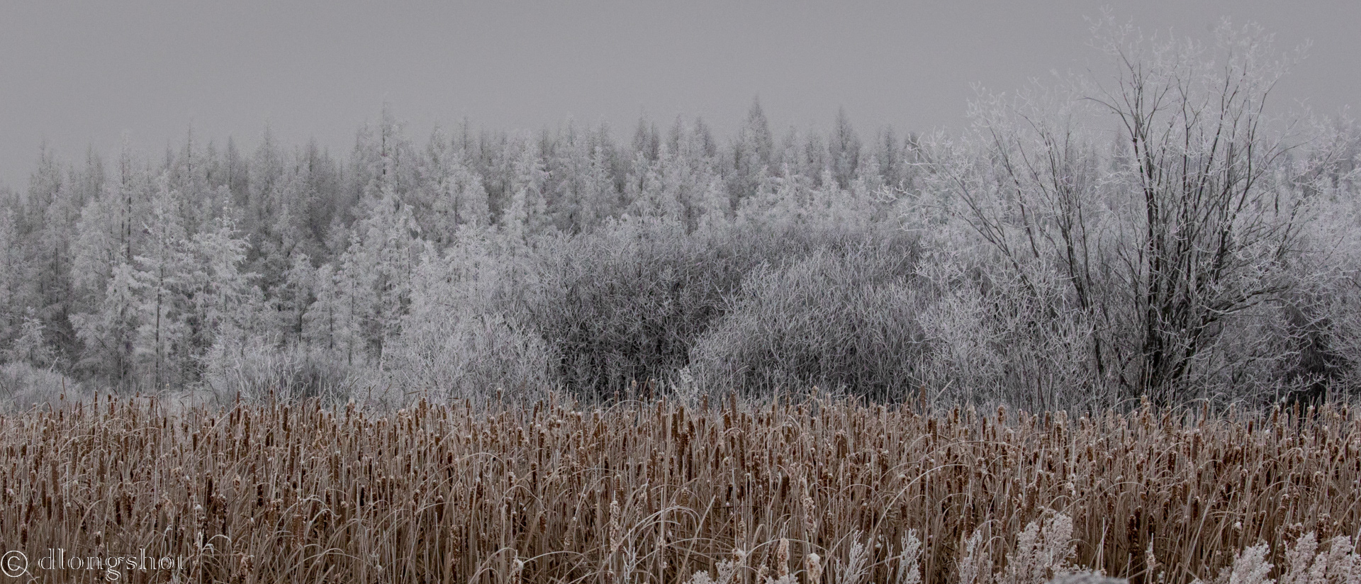 Frost in the Bog