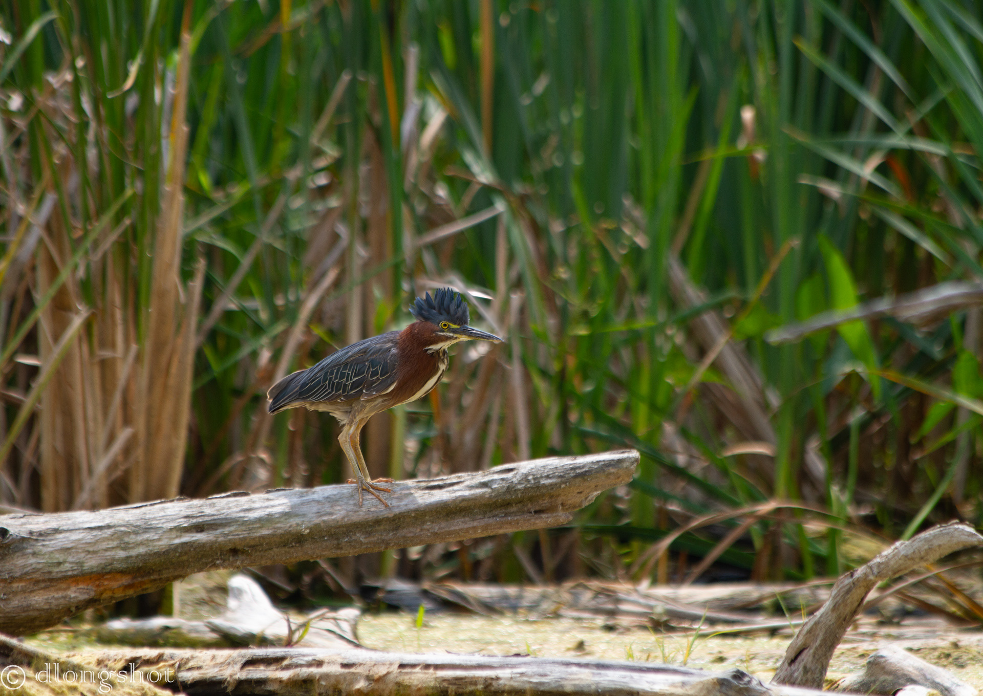 Green Heron