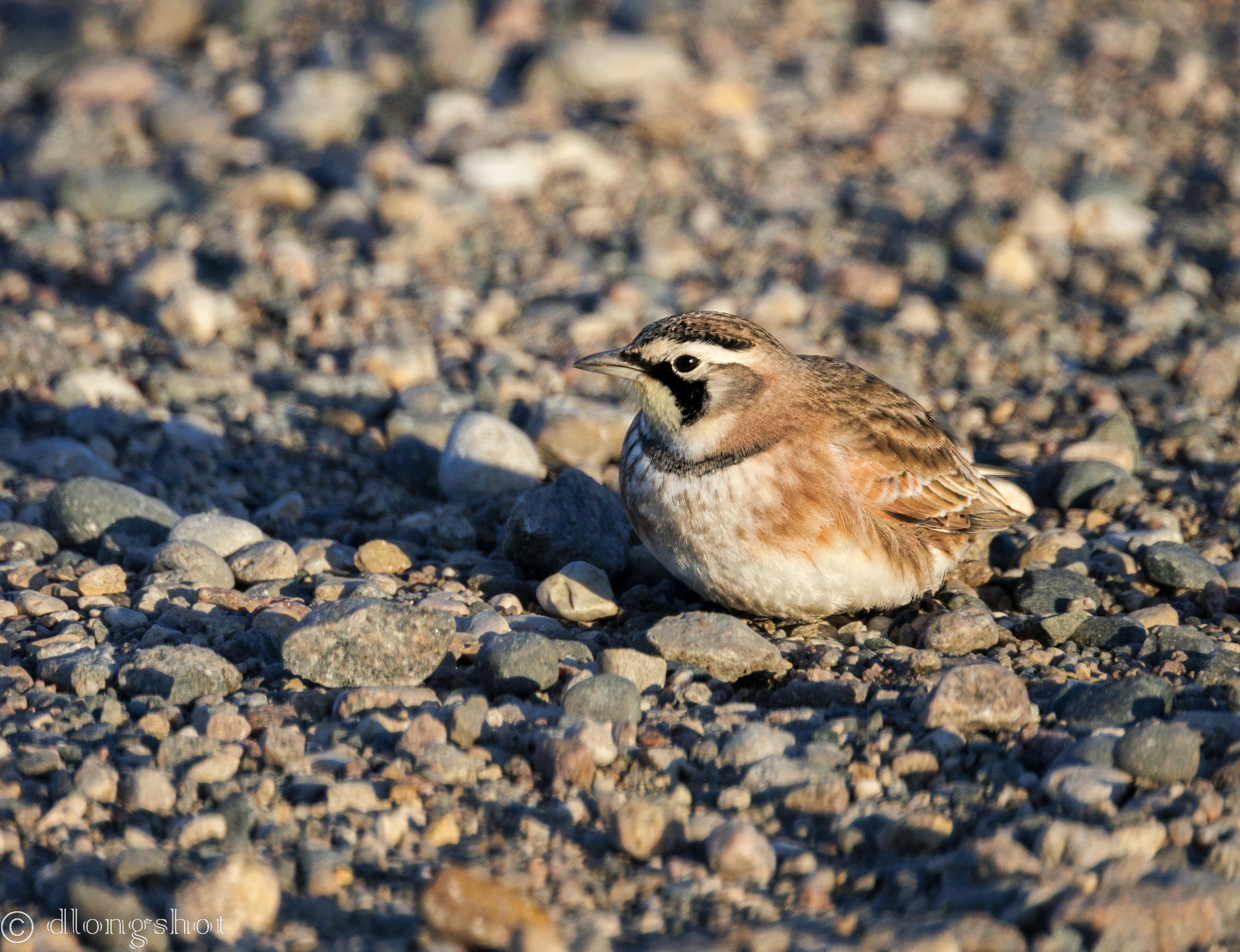Horned Lark