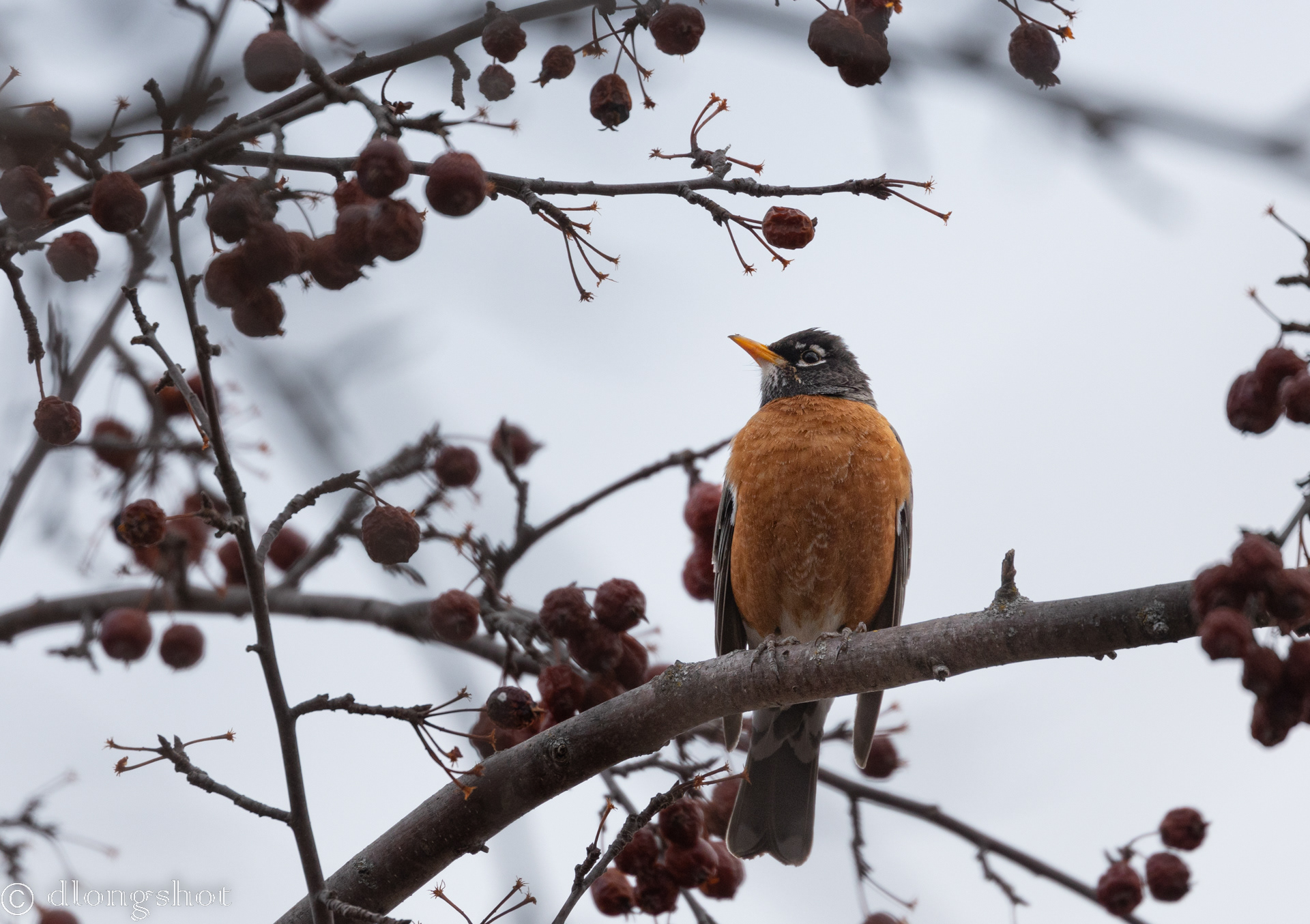 American Robin