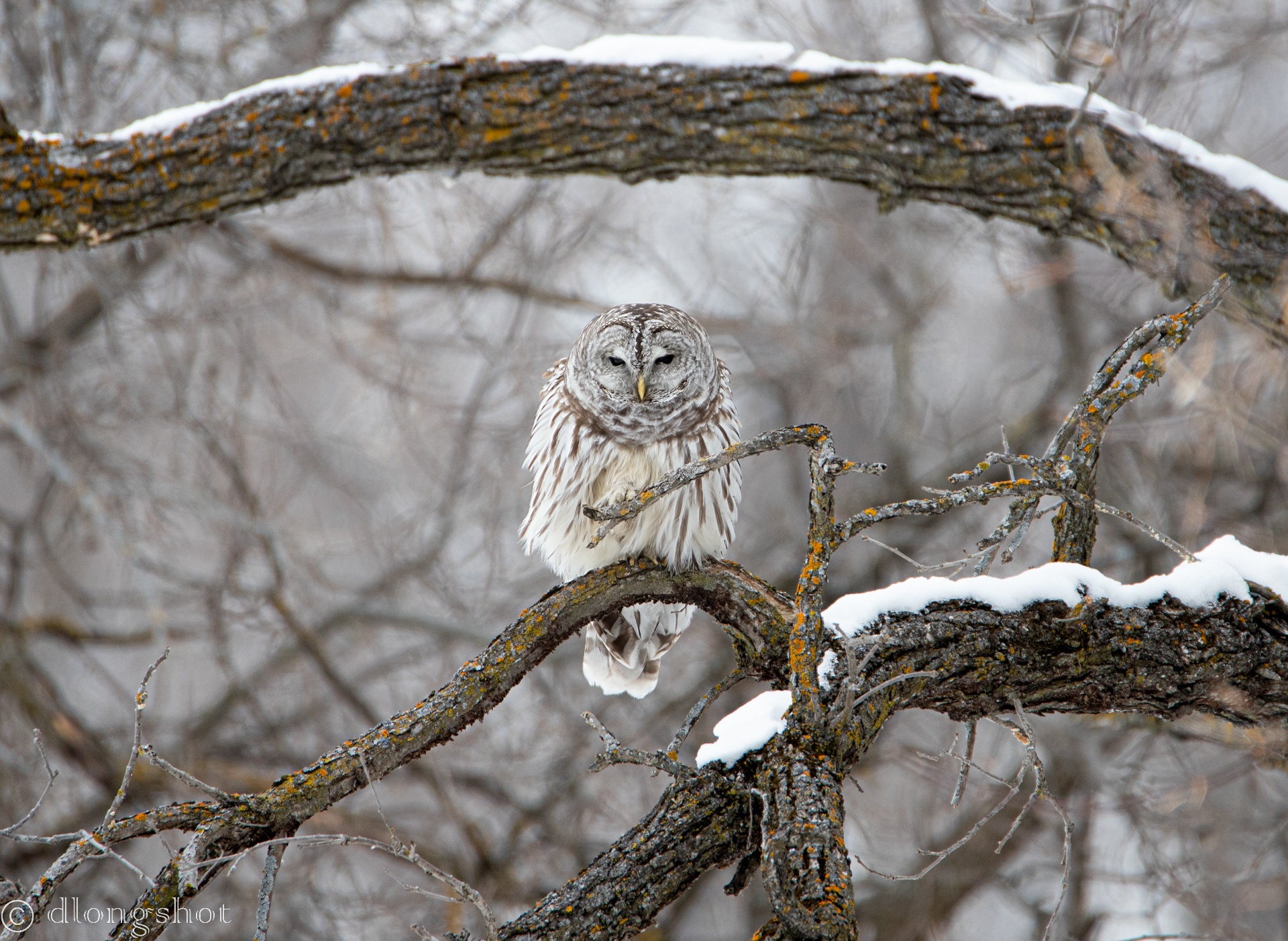 Barred Owl Stare down