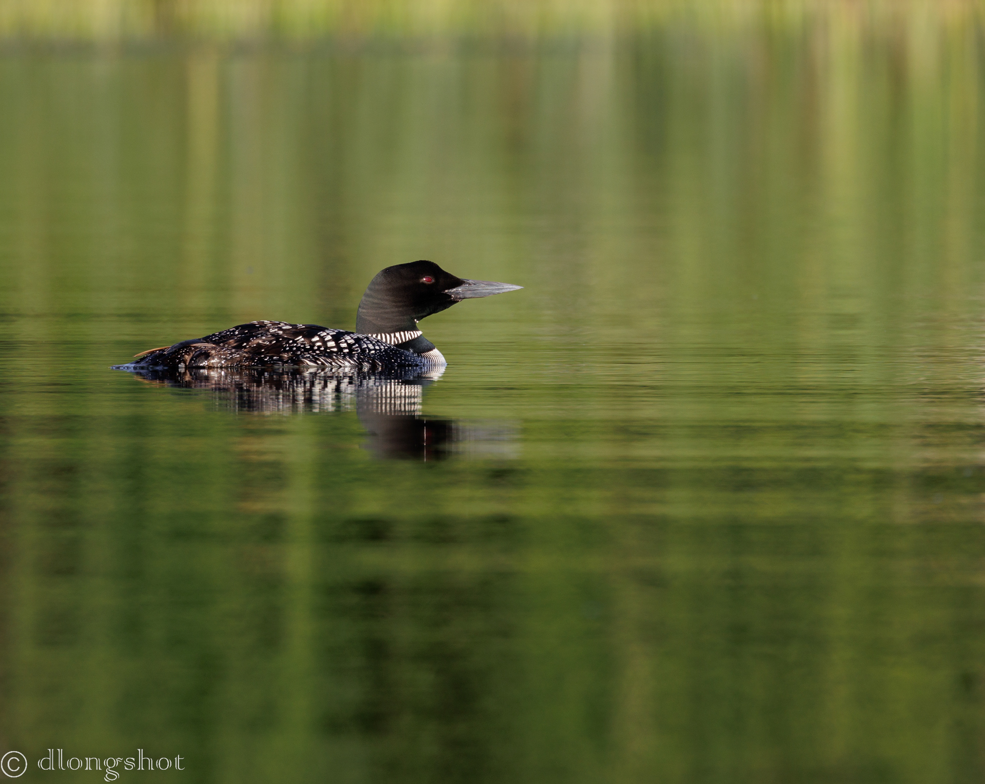 Common Loon