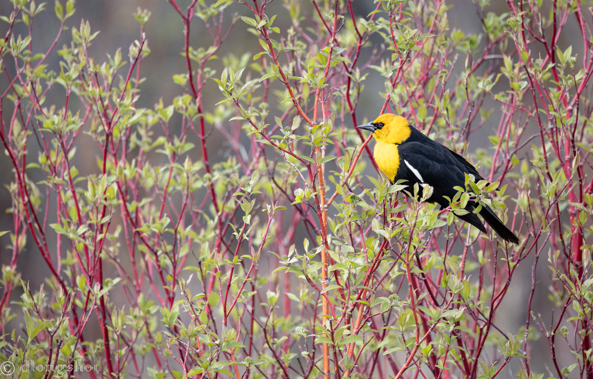 Yellow headed Blackbird