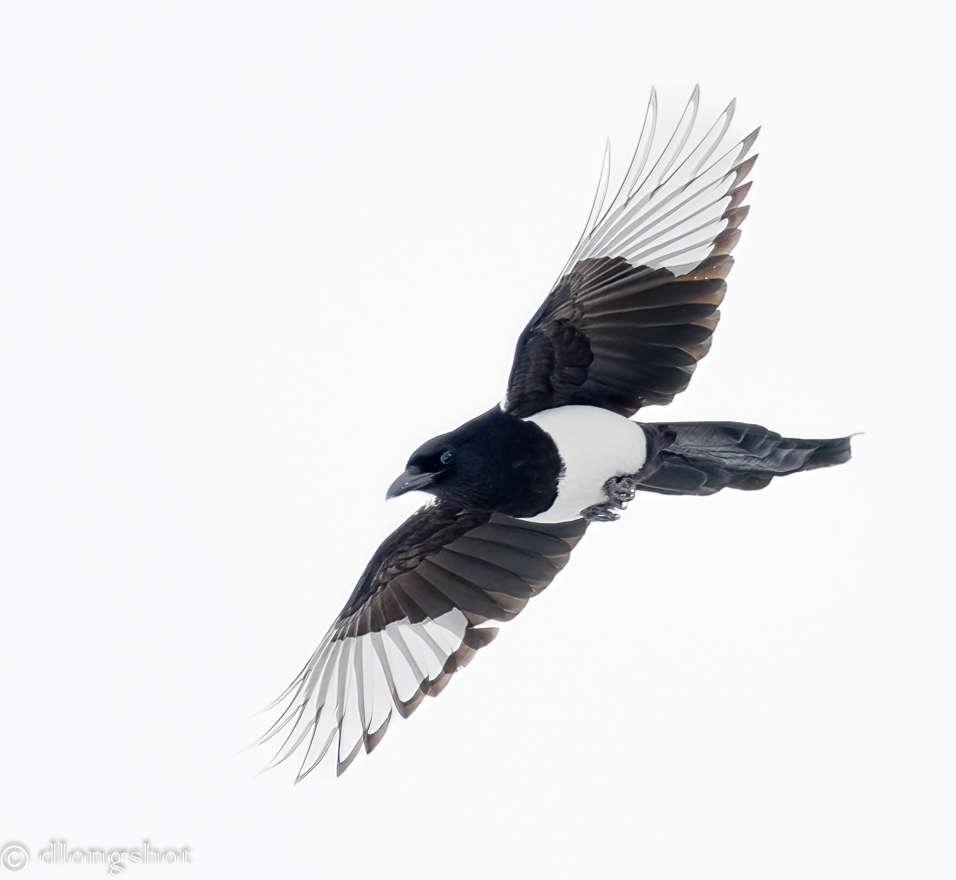 Magpie on wing