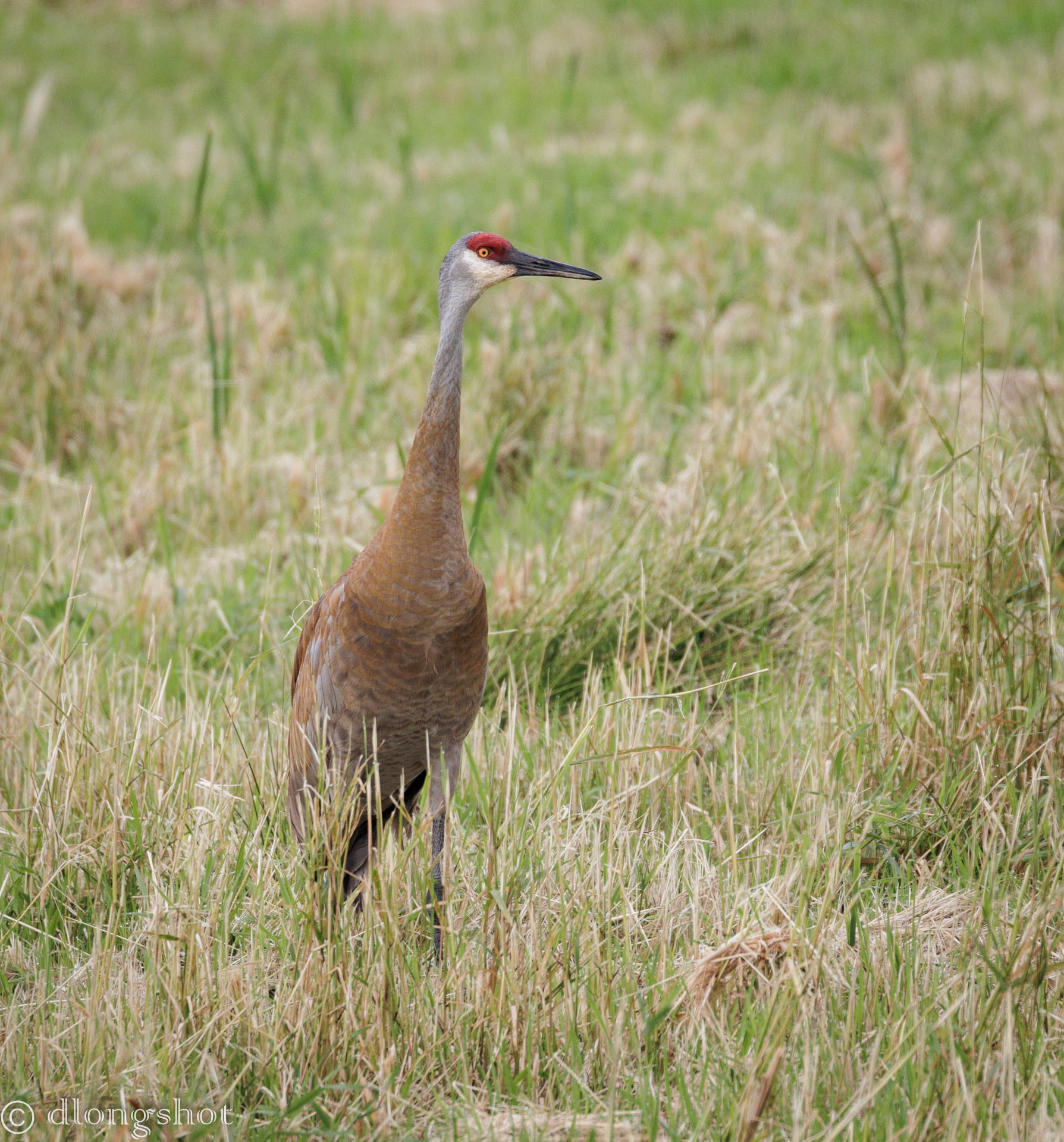 Sandhill Crane