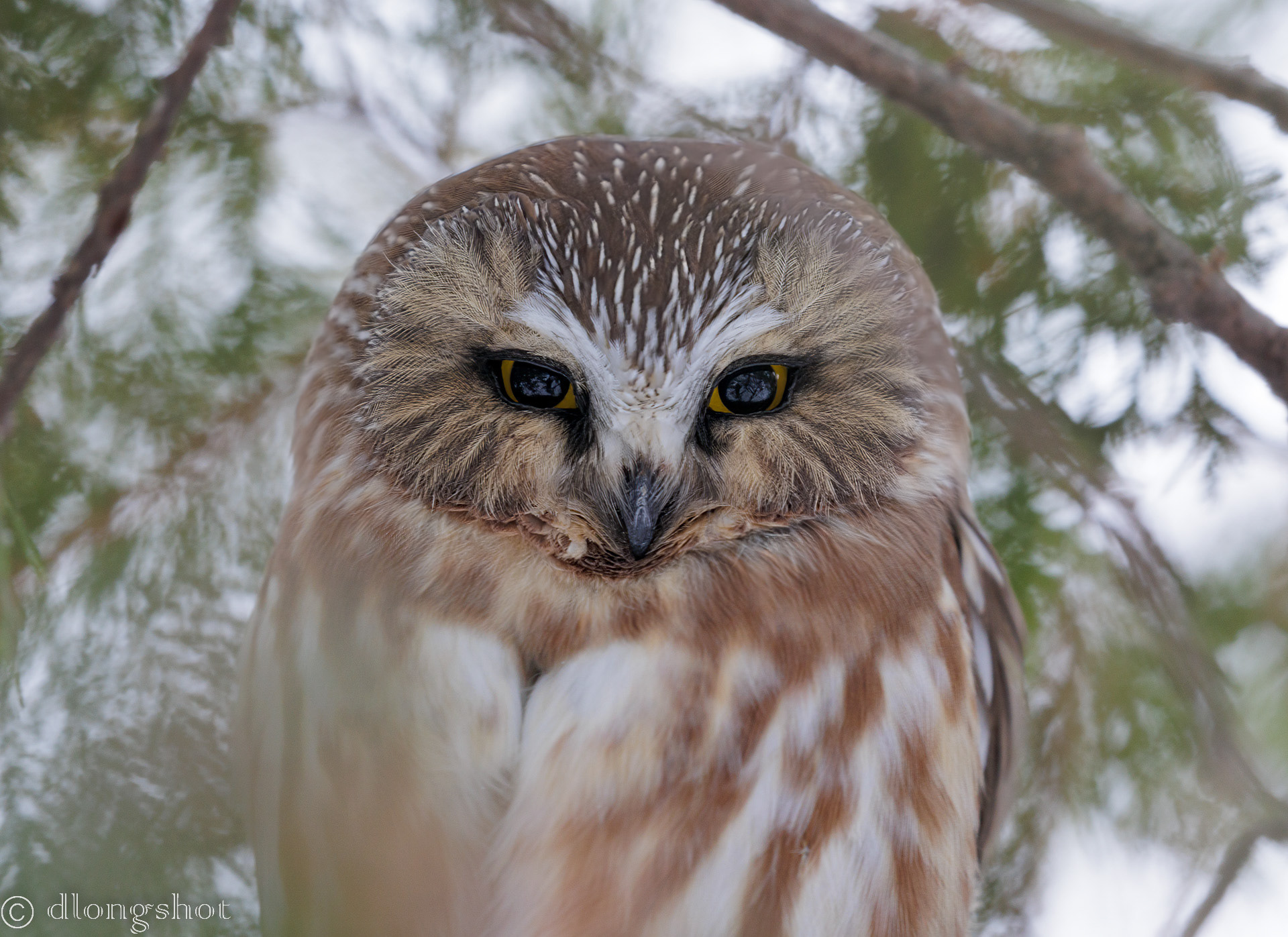 saw-whet owl