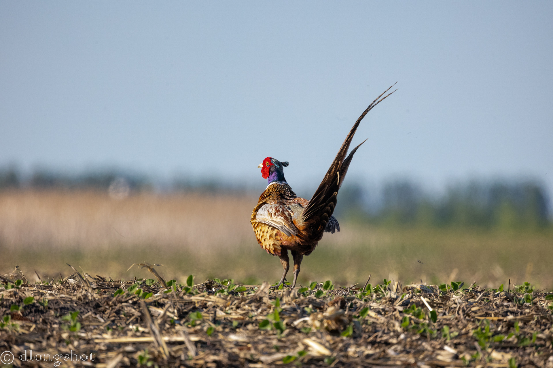 Pheasant normal view