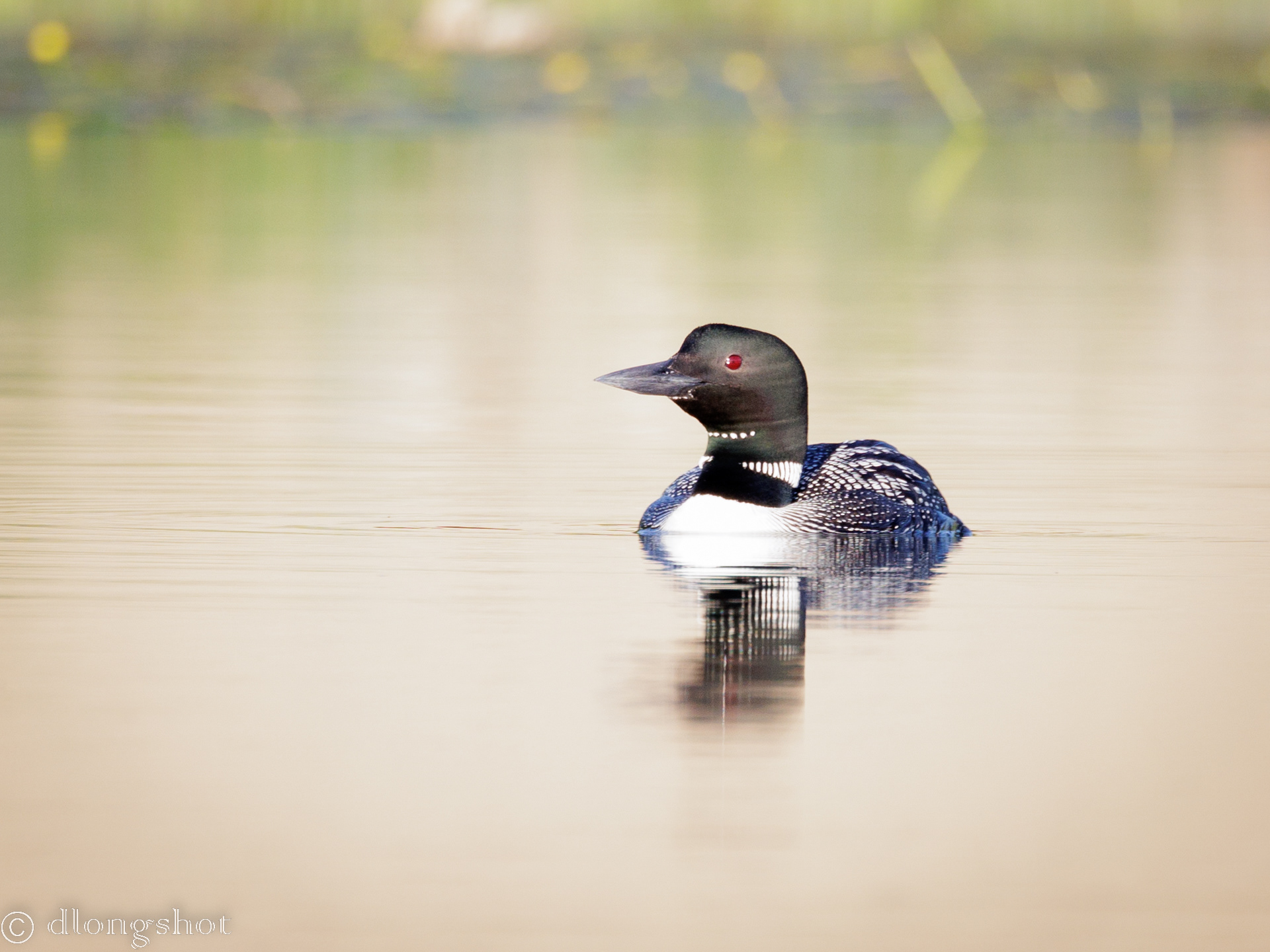 Common Loon from a kayak