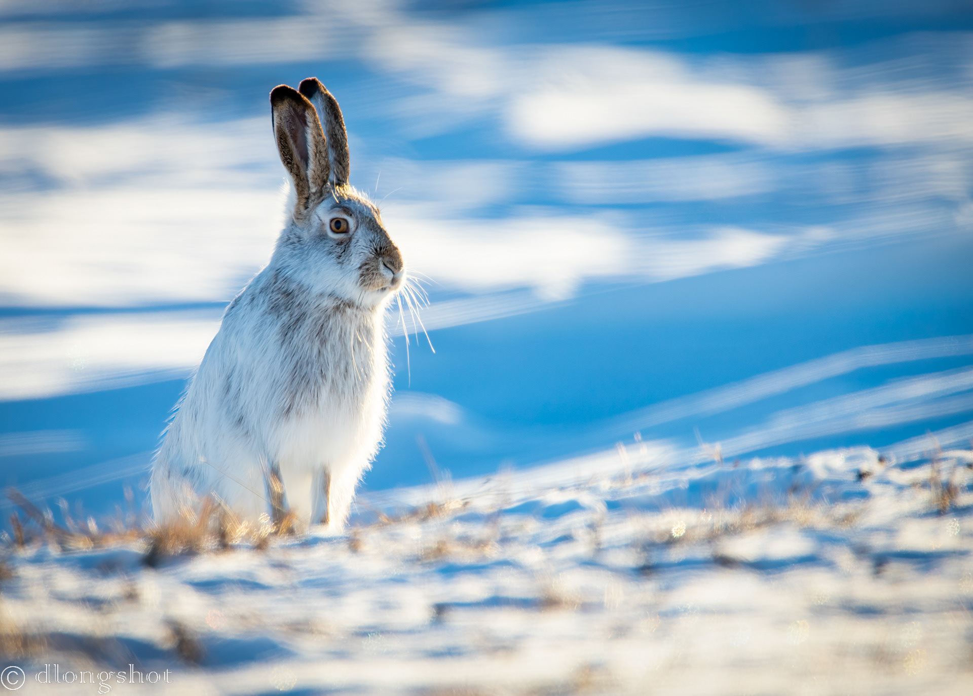 Snowshoe Hare in the field