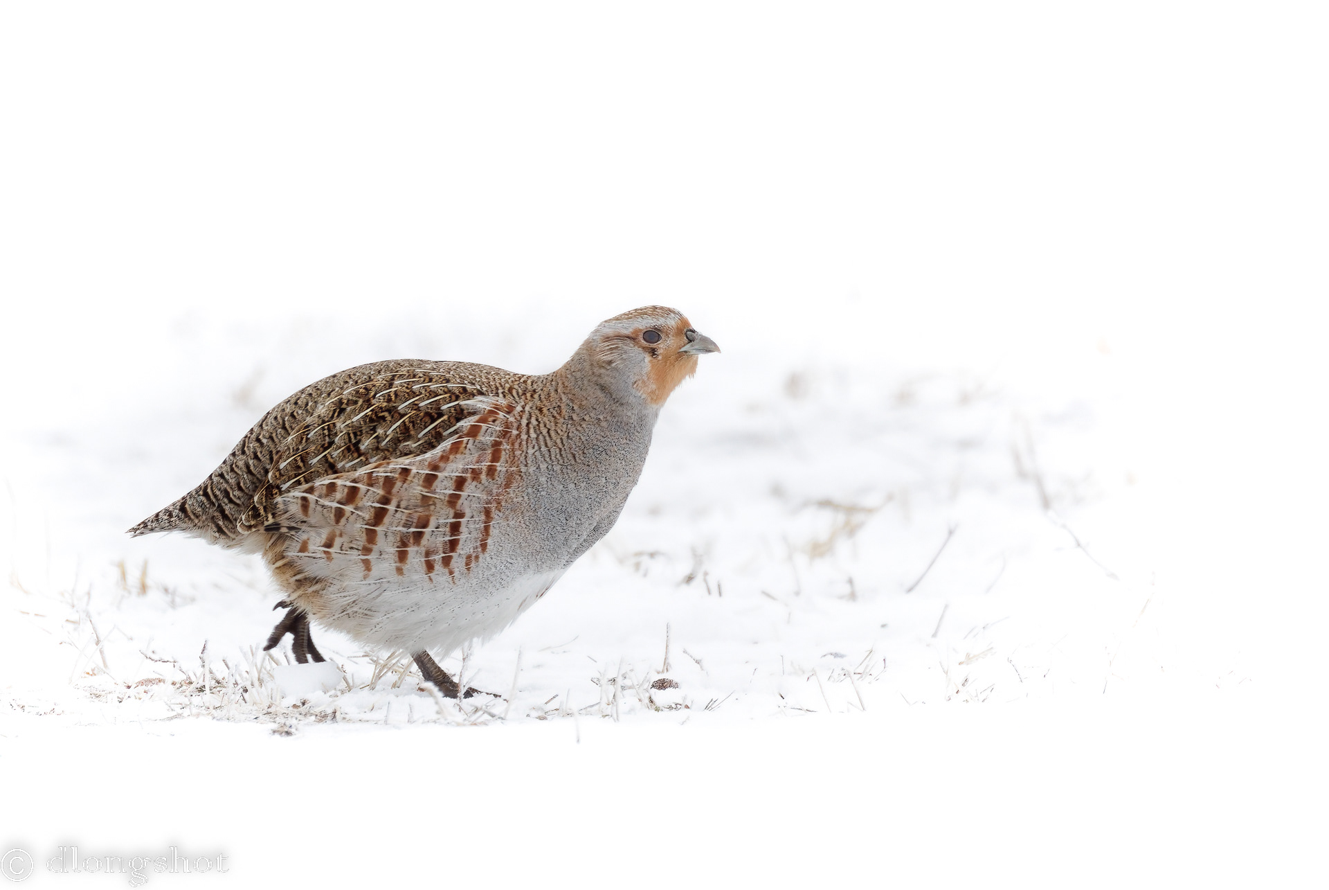 Gray Partridge in the snow 