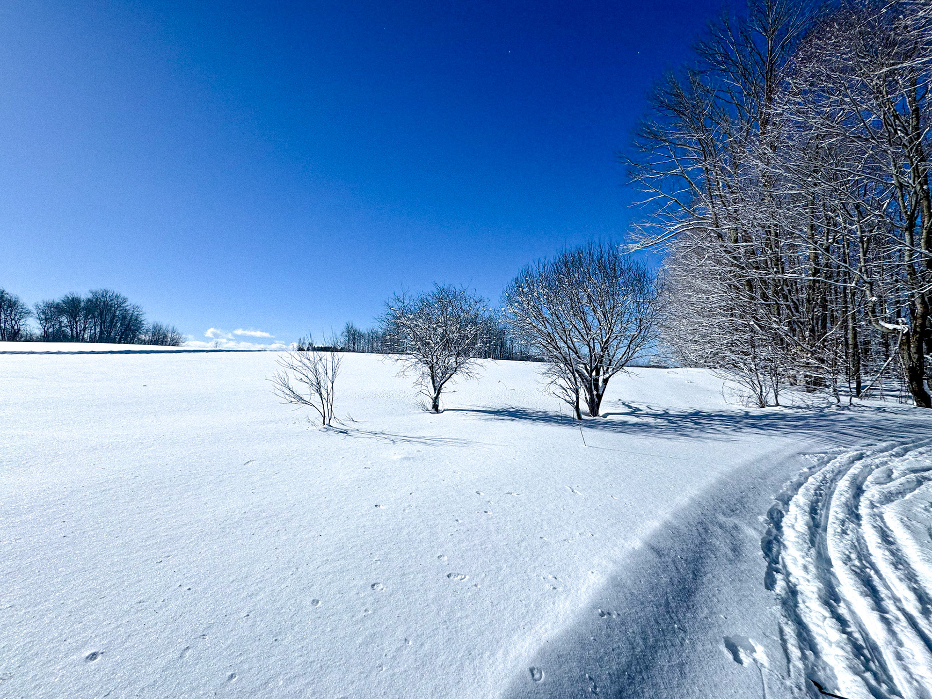 Frosty Trees 