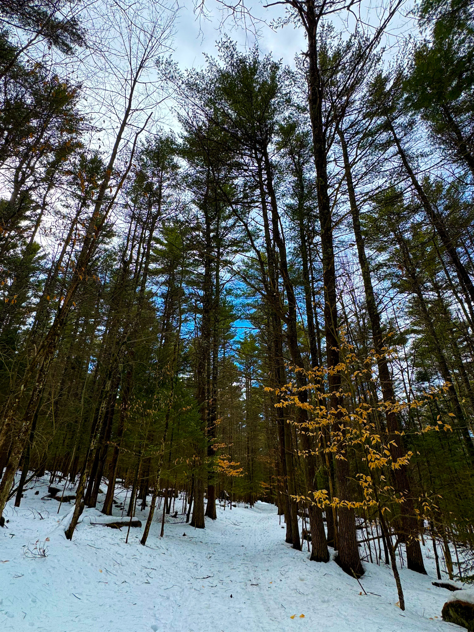 New Vida Preserve Ski 