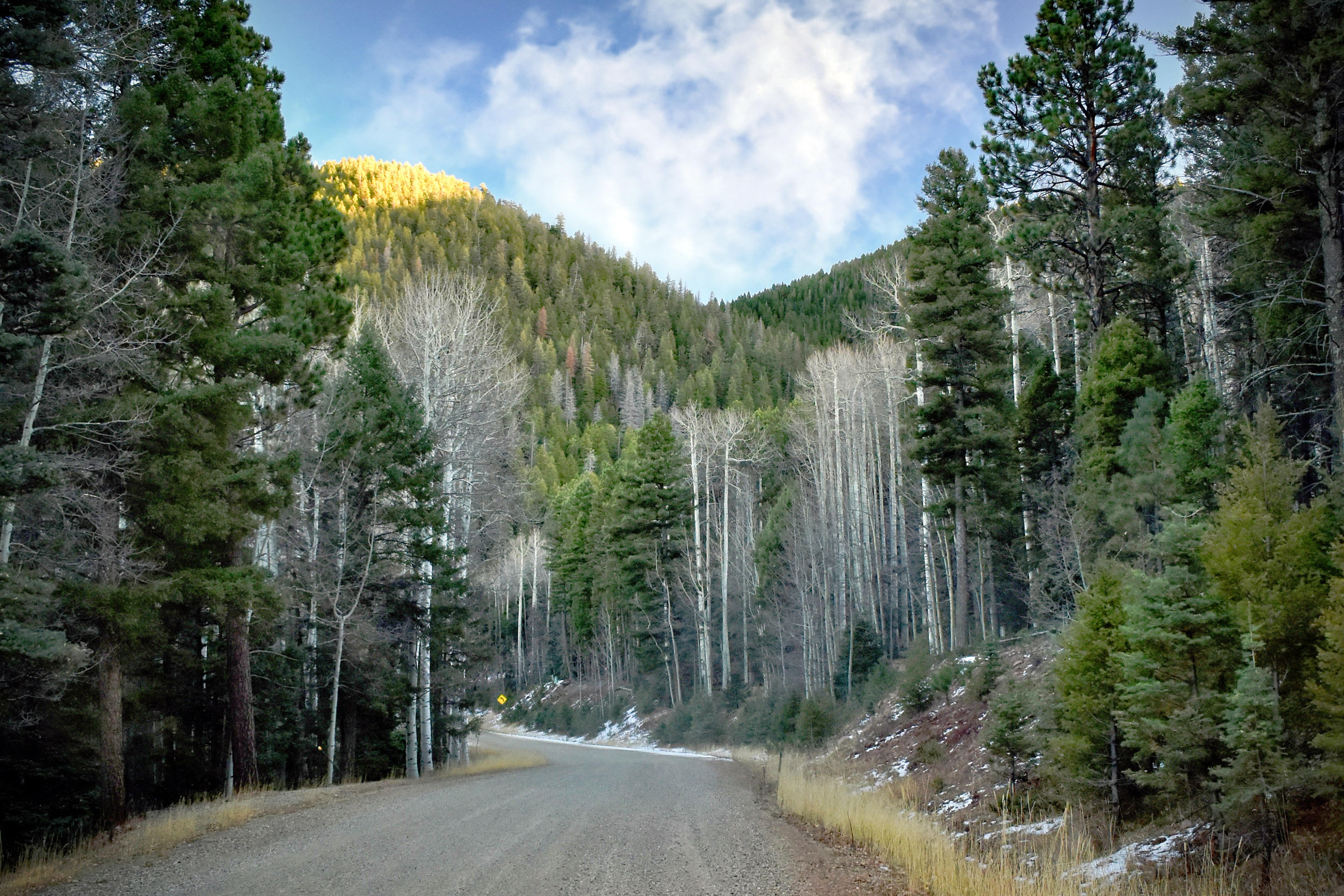 Alpine trees on a winding road in the mountains in New Mexico
