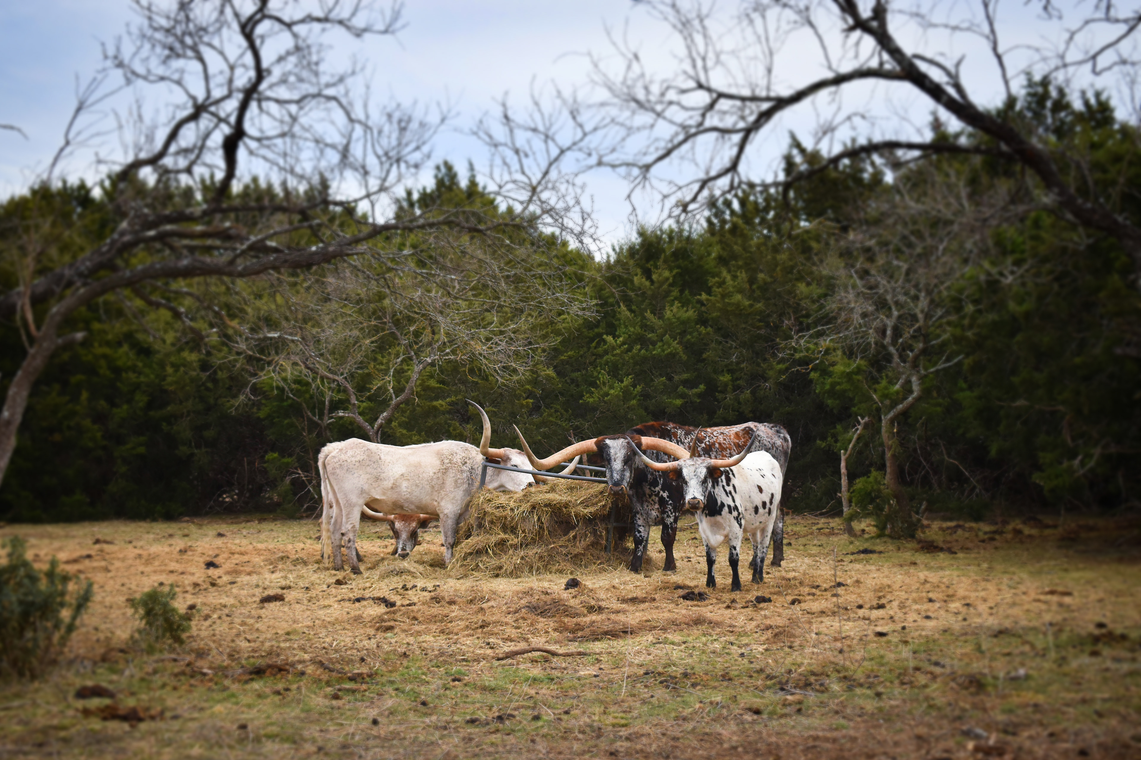 Longhorns in Central Texas