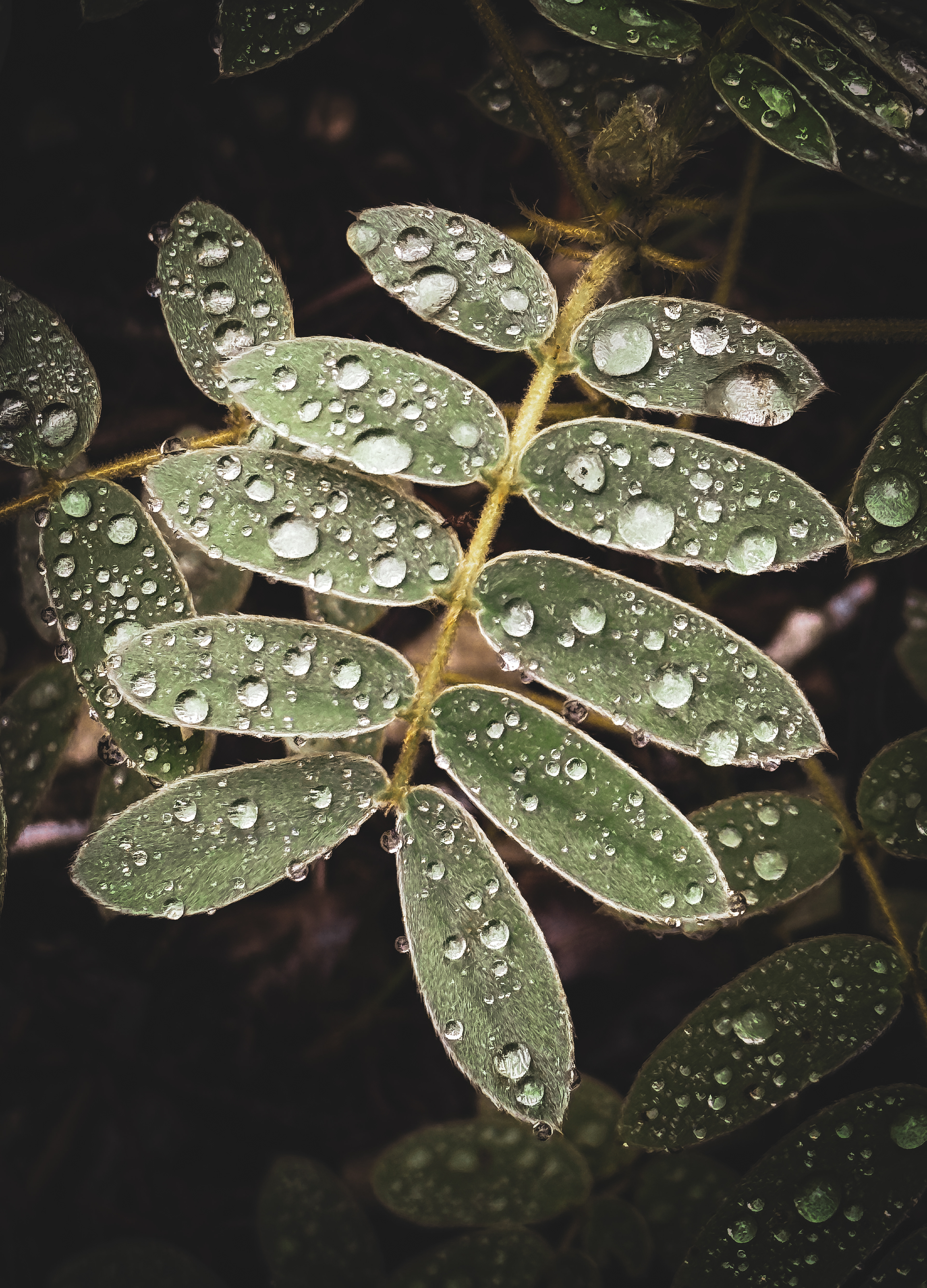 Macro photography of a leaf in the rain