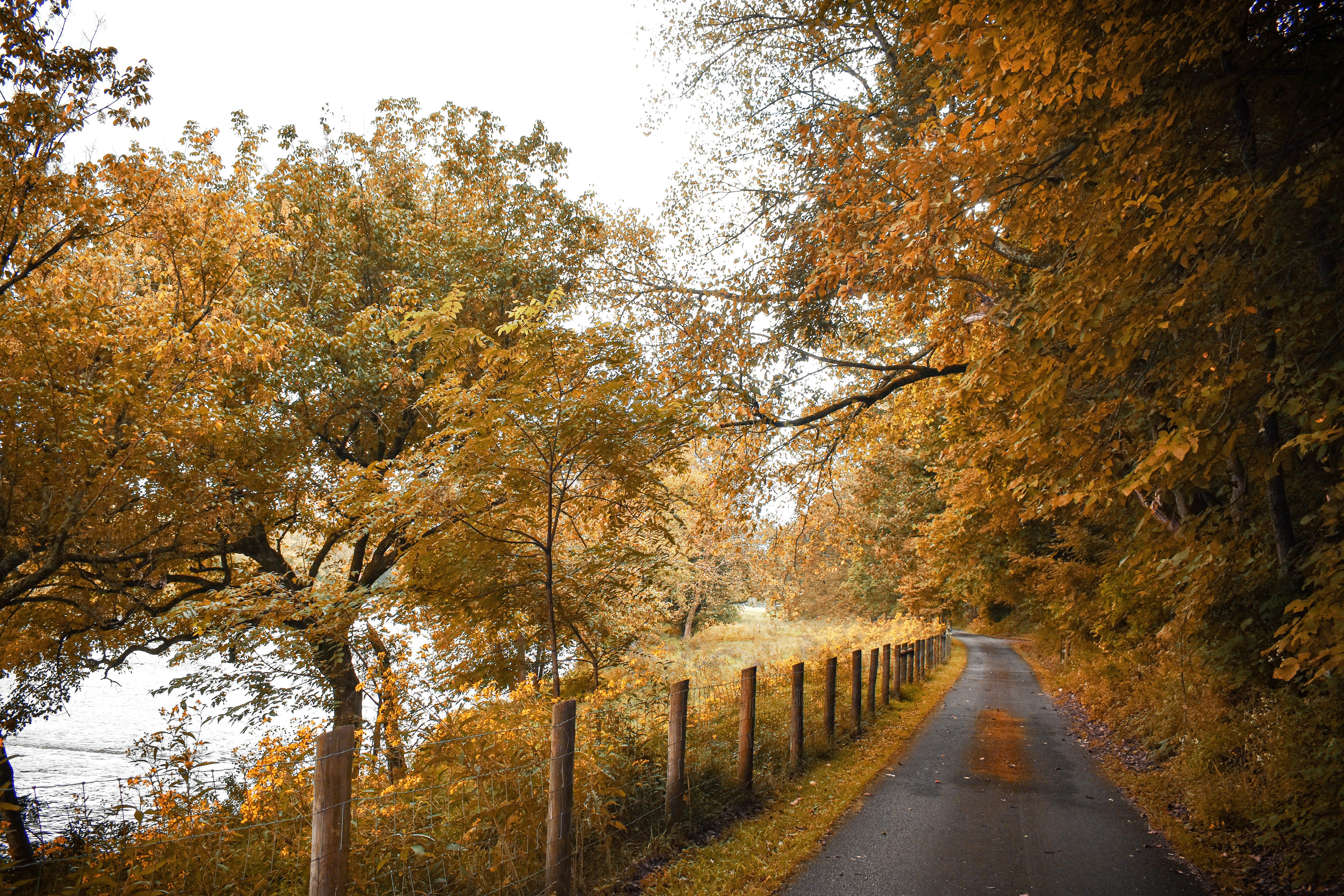 A lonely road in the fall in the appalachians.