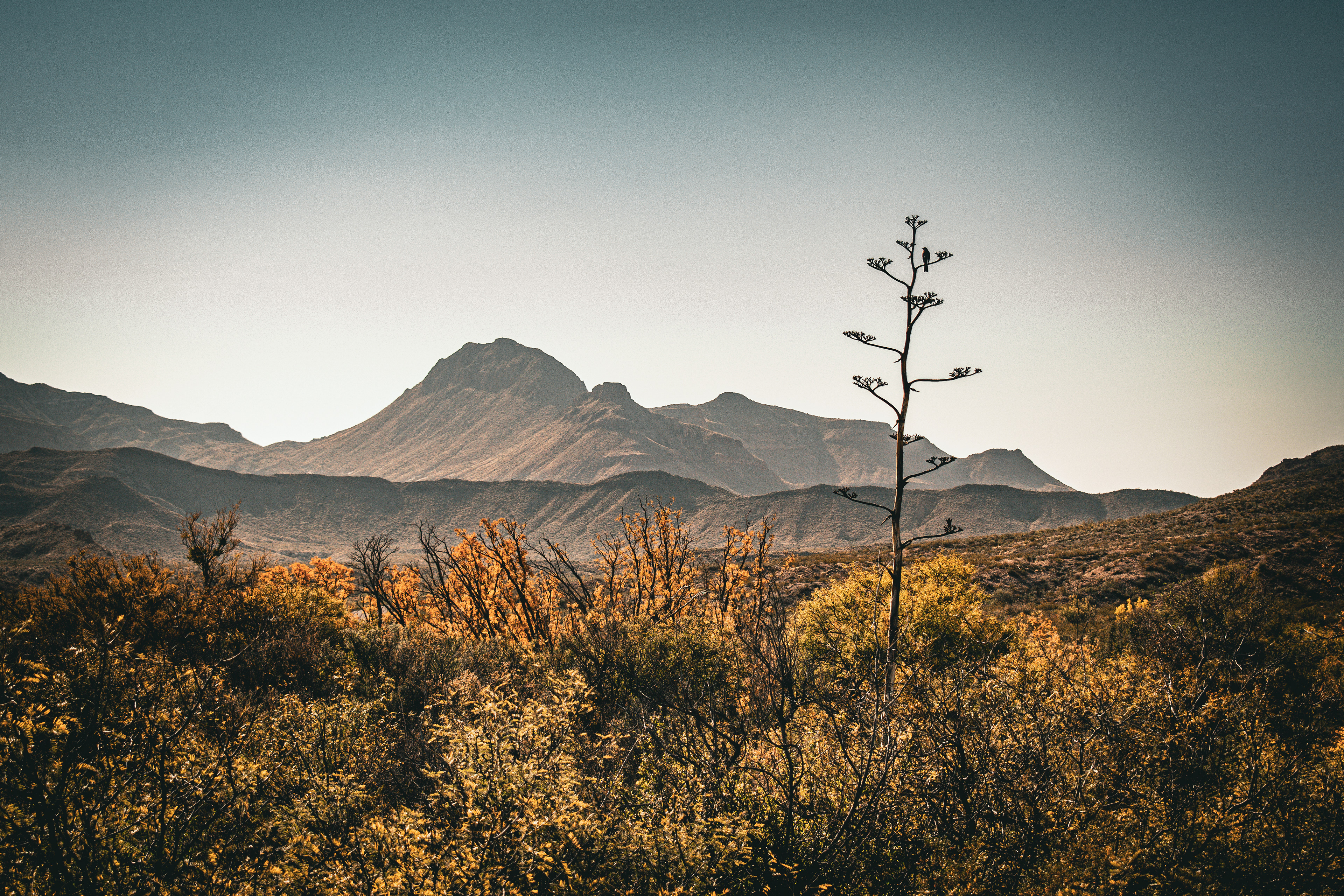 a small lone tree in the middle of the Big Bend National Park Mountains