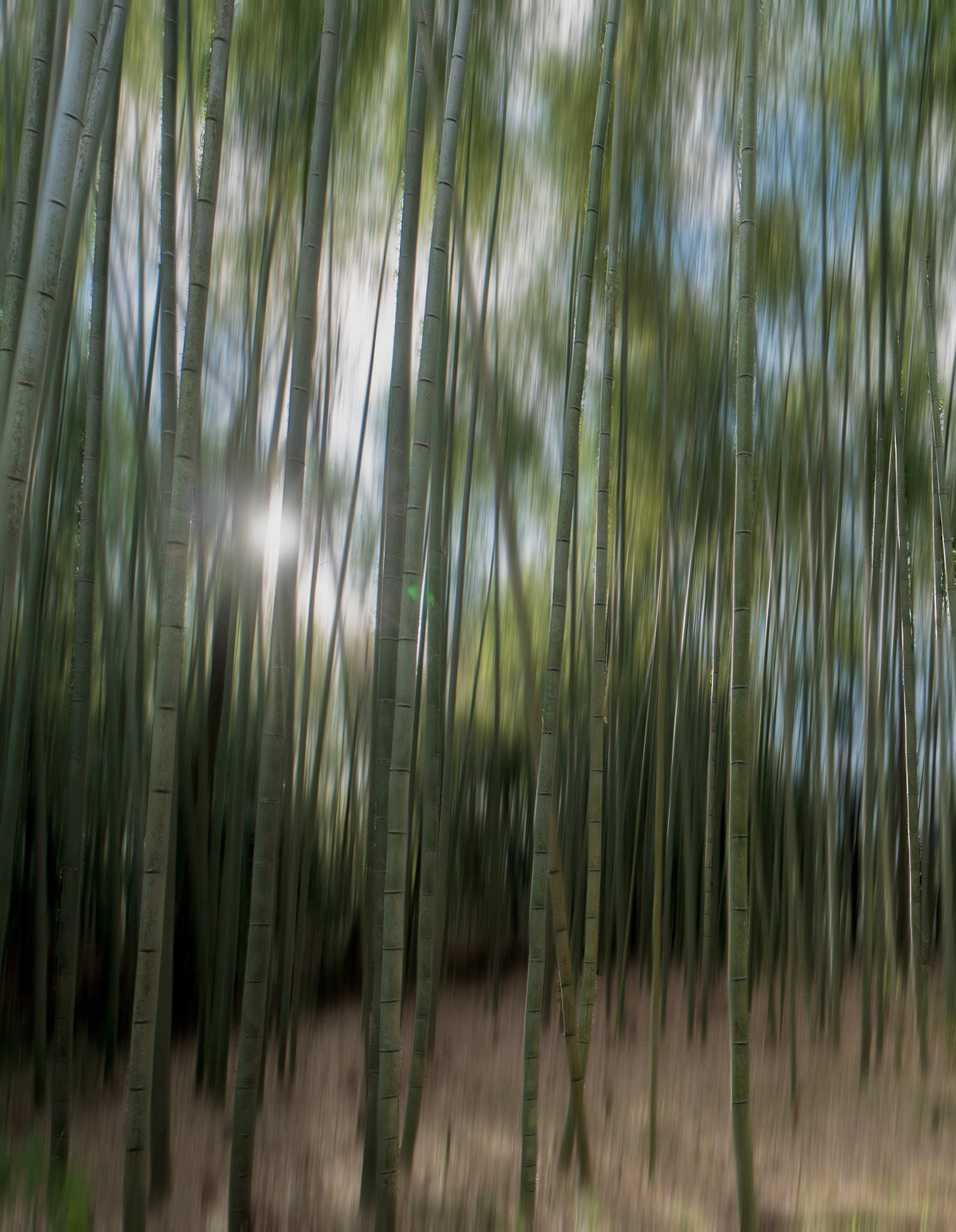 Bamboo Sunrise
