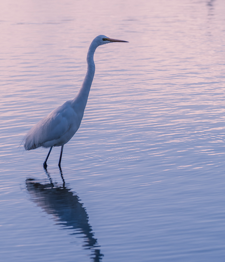 Great Egret