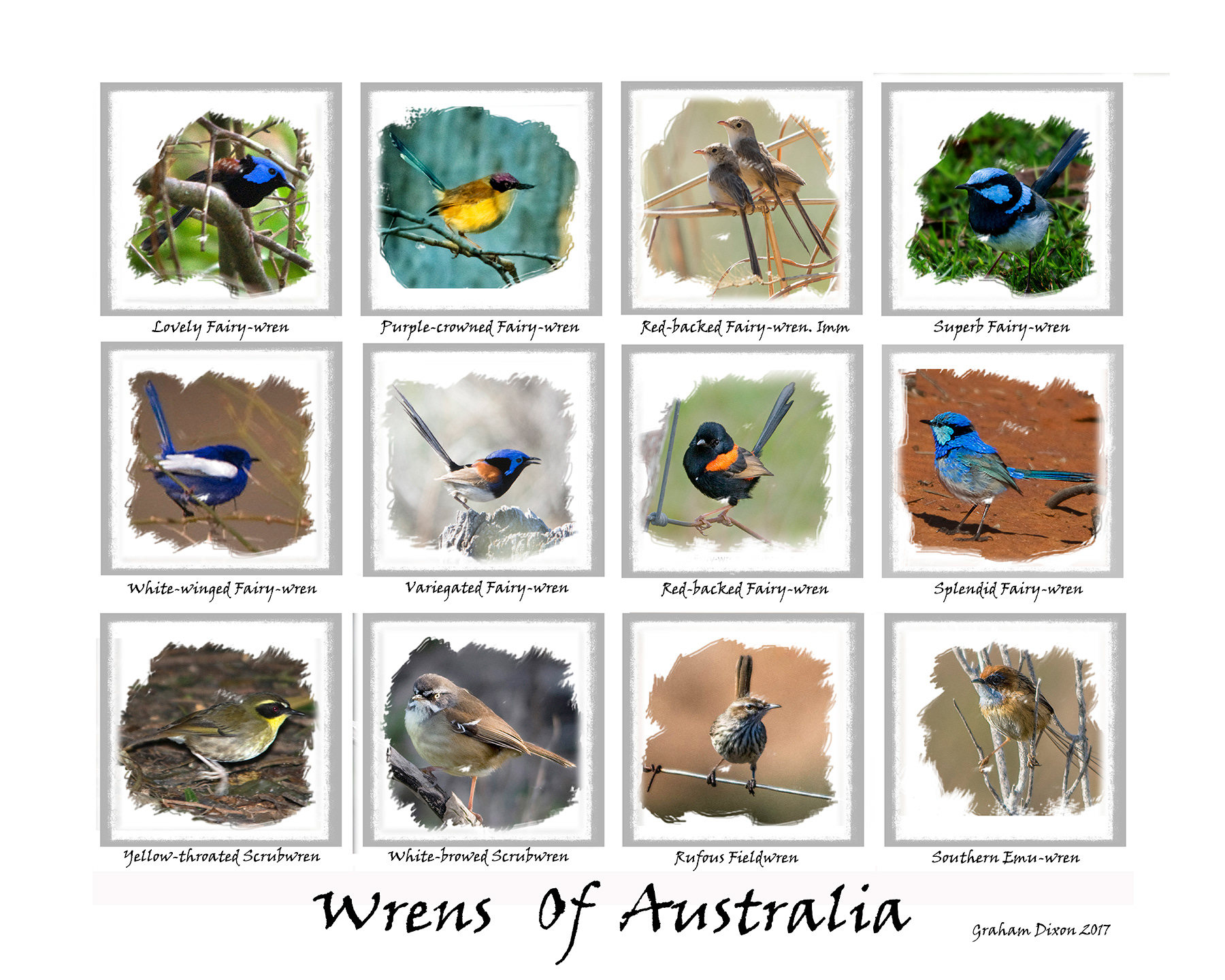 Wrens of Australia