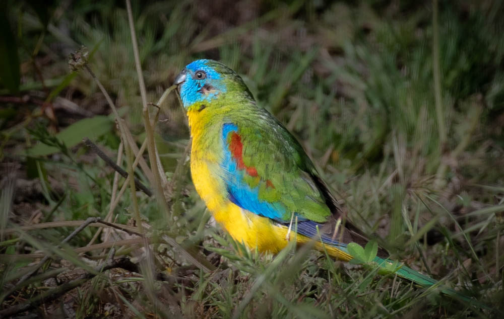Turquoise Parrot