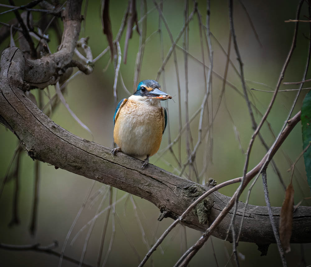 Sacred Kingfisher